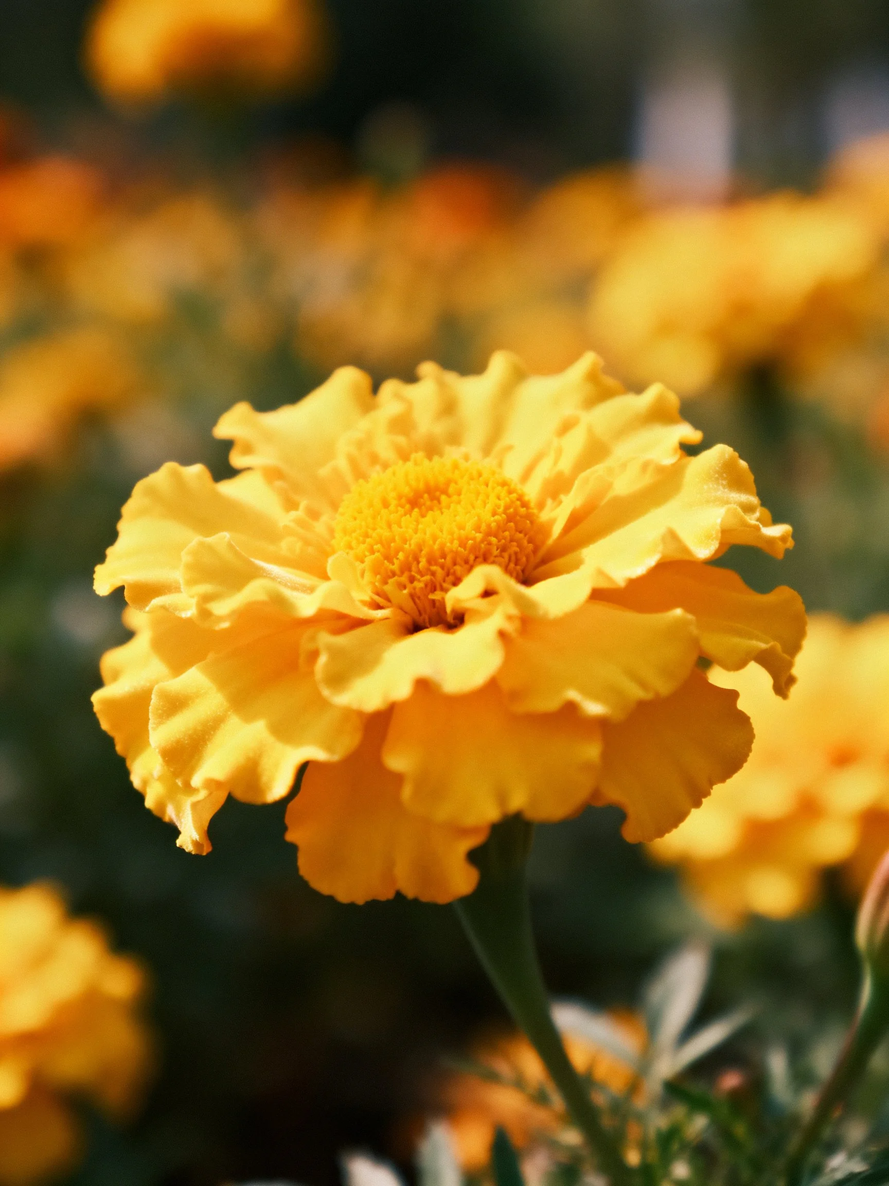Vibrant yellow marigold with ruffled petals in a sunlit floral setting