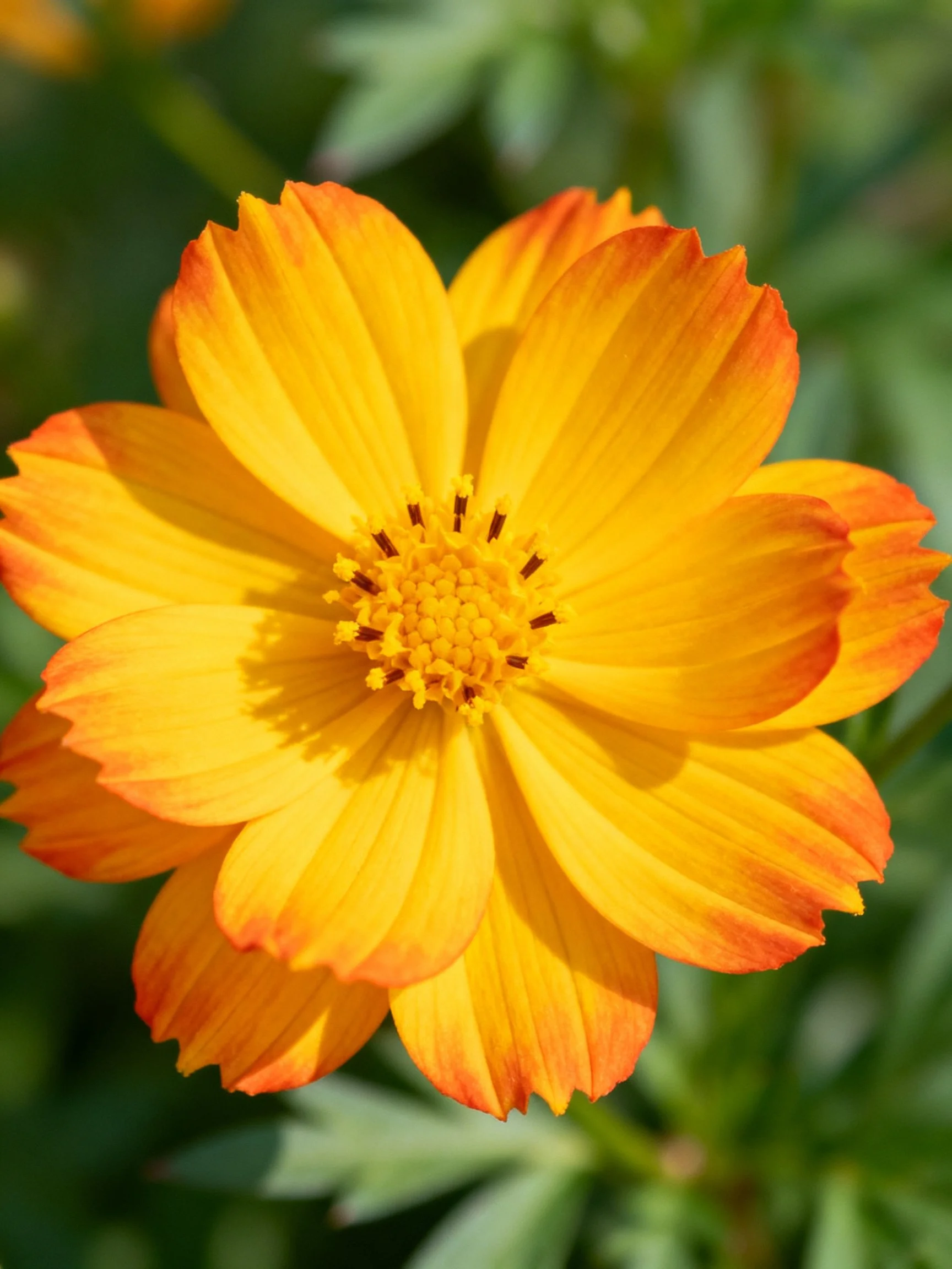 Vibrant yellow-orange flower with orange-tipped petals and green foliage backdrop.