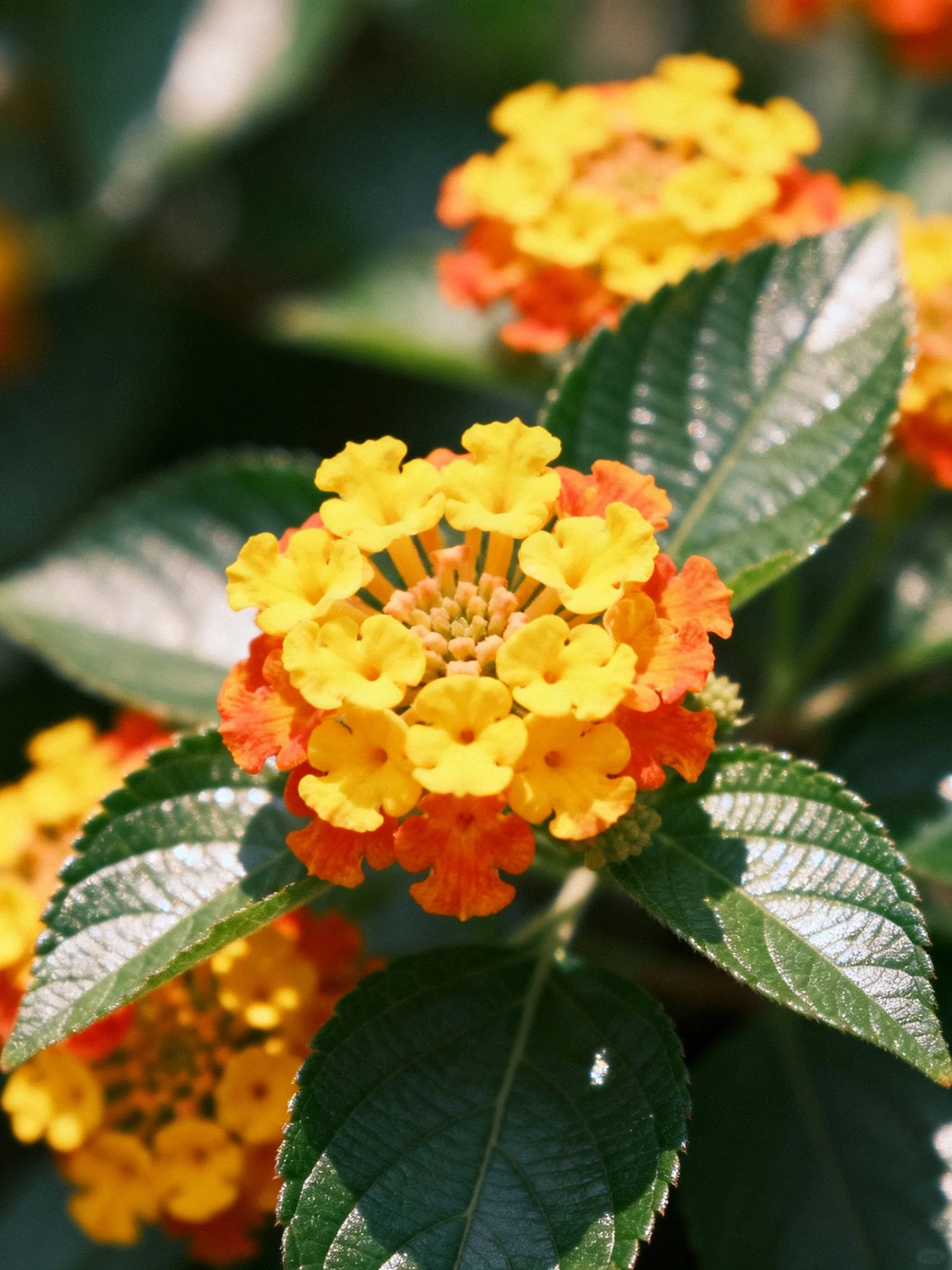 Vibrant yellow-orange lantana flowers with glossy green leaves