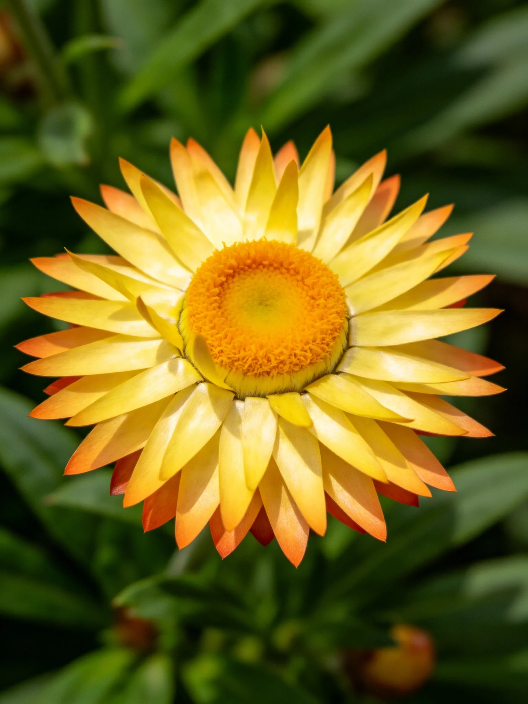 Vibrant yellow-orange petals encircle a bright orange center amid green foliage.