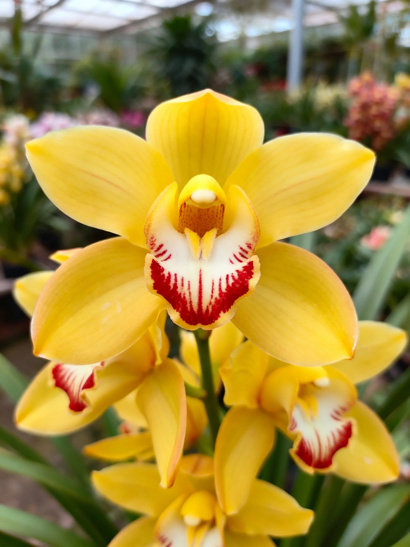 Vibrant yellow orchids with red and white centers in a greenhouse