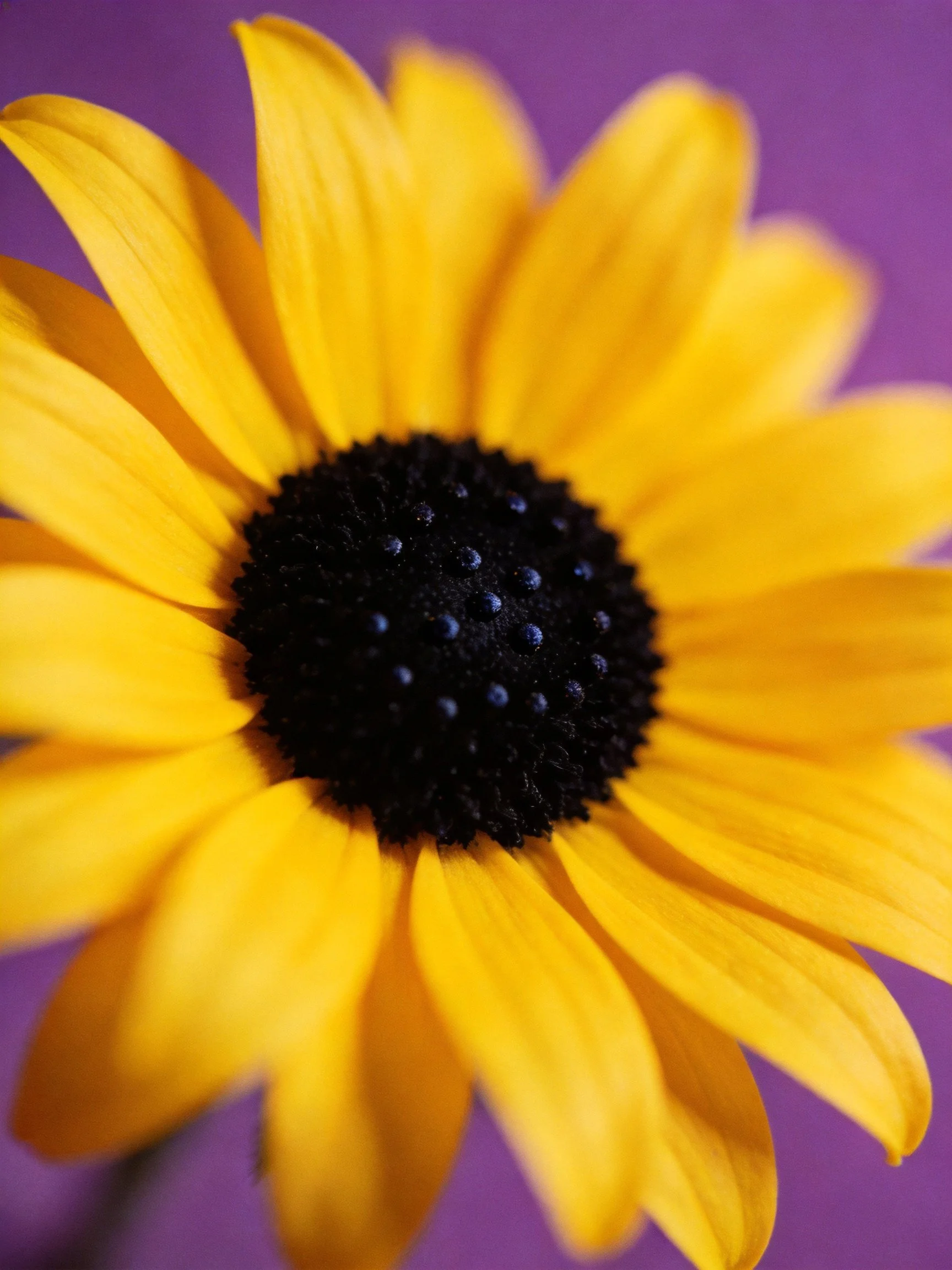 Vibrant yellow petals encircle a dark central disk on a purple background