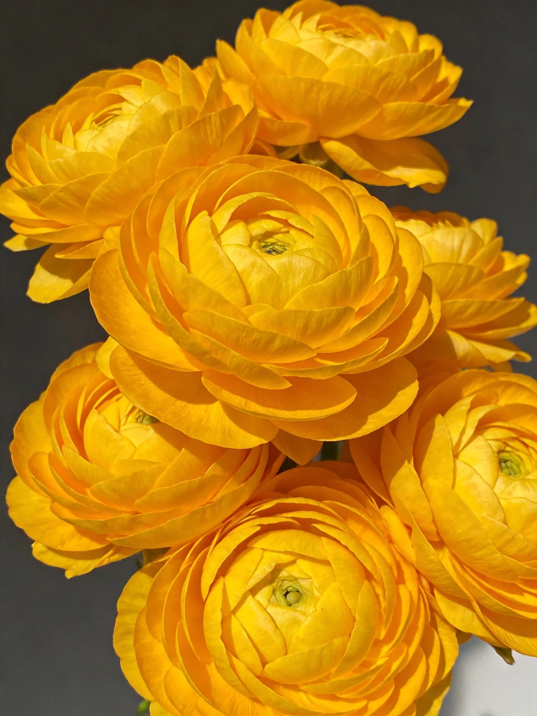 Vibrant yellow ranunculus flowers clustered closely together