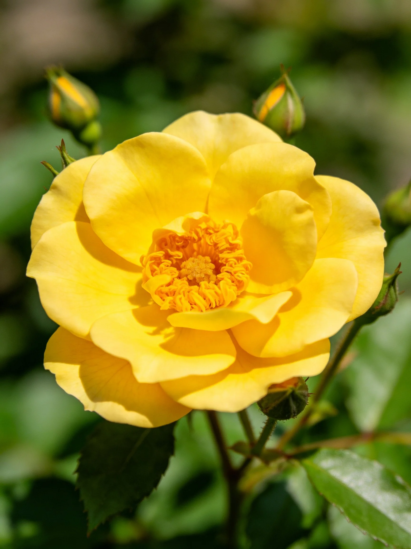 A vibrant yellow rose blooms with green buds and leaves in a sunlit scene.