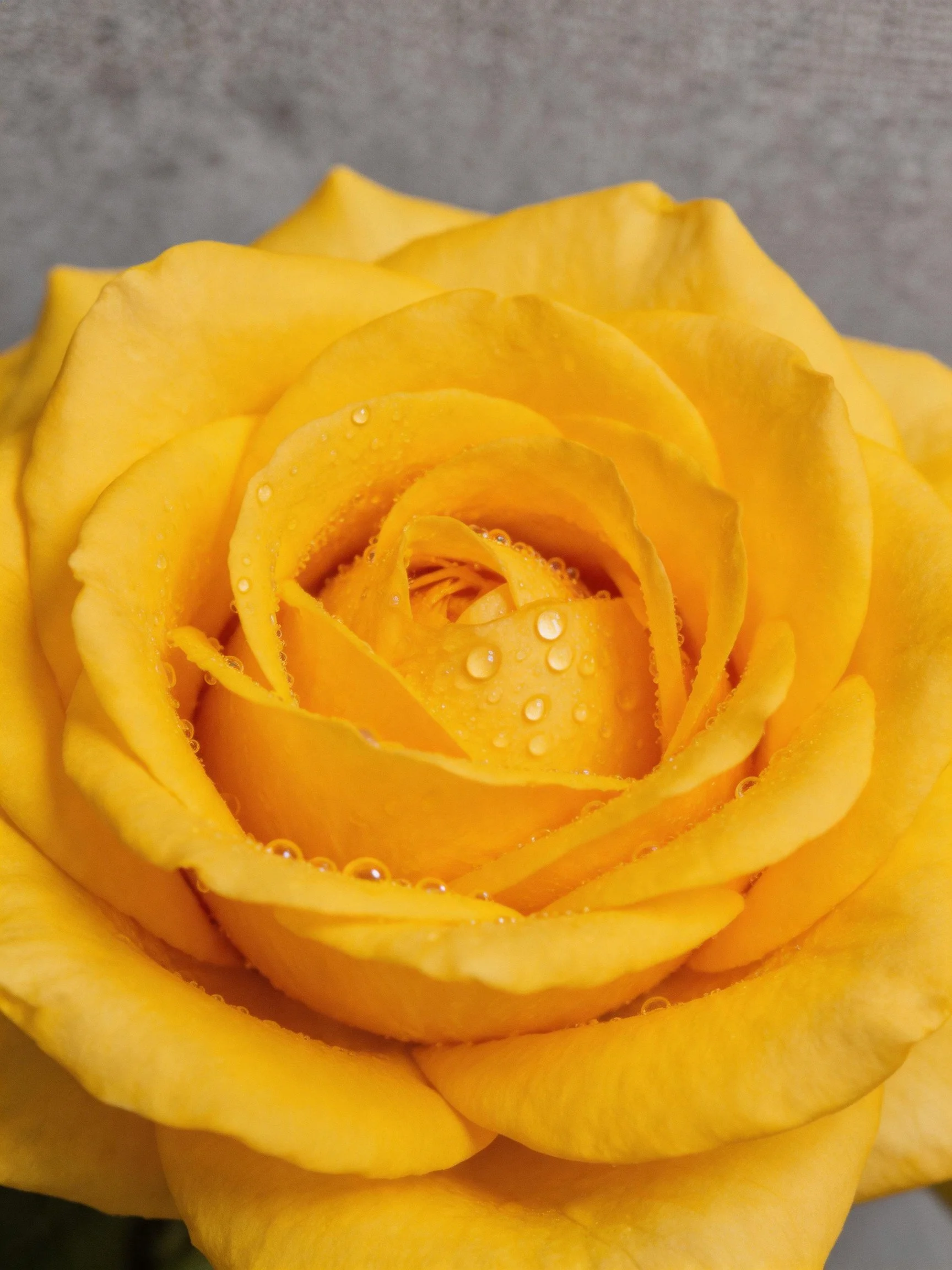 Vibrant yellow rose with glistening water droplets