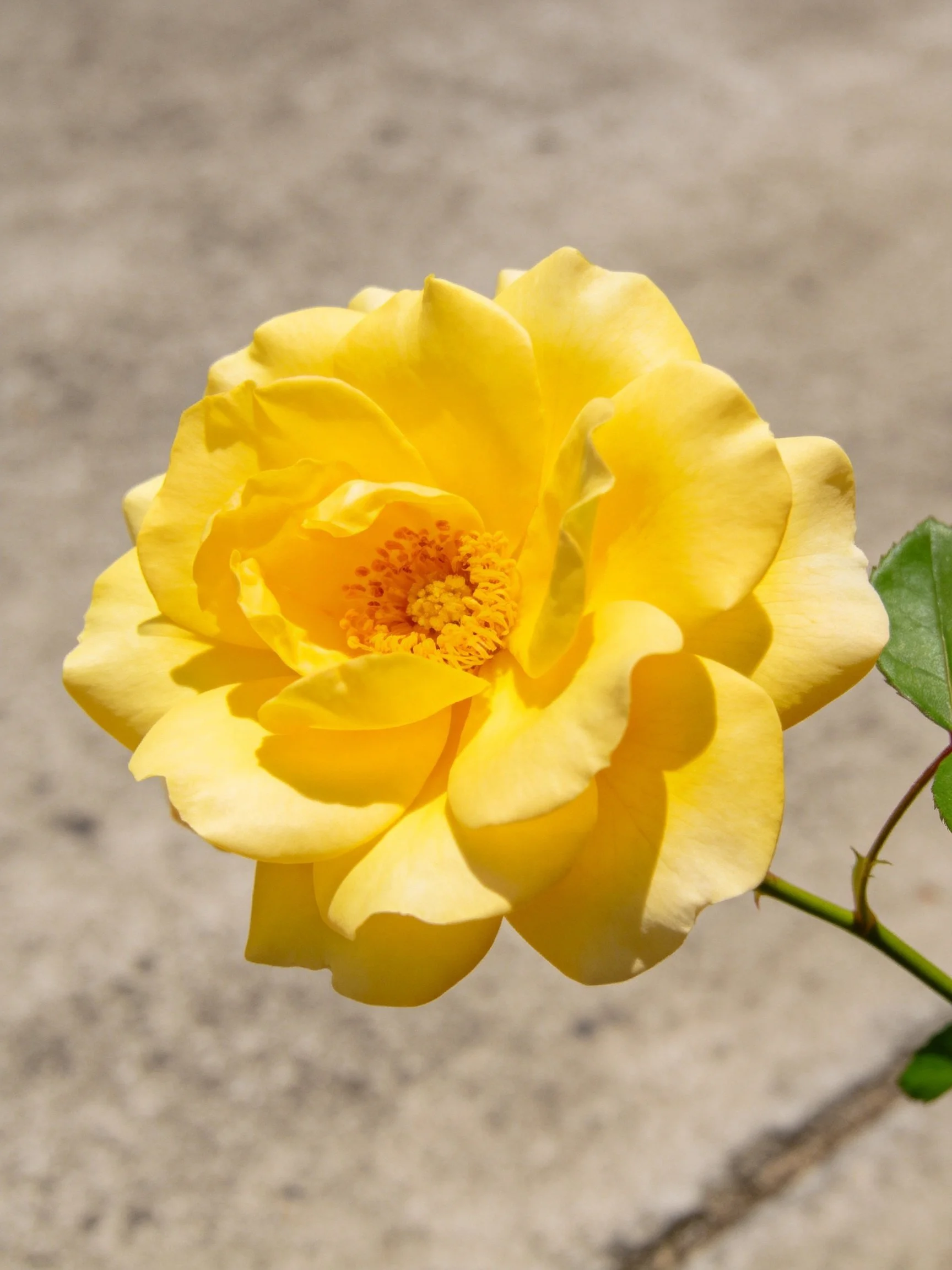Vibrant yellow rose with layered petals and green stem