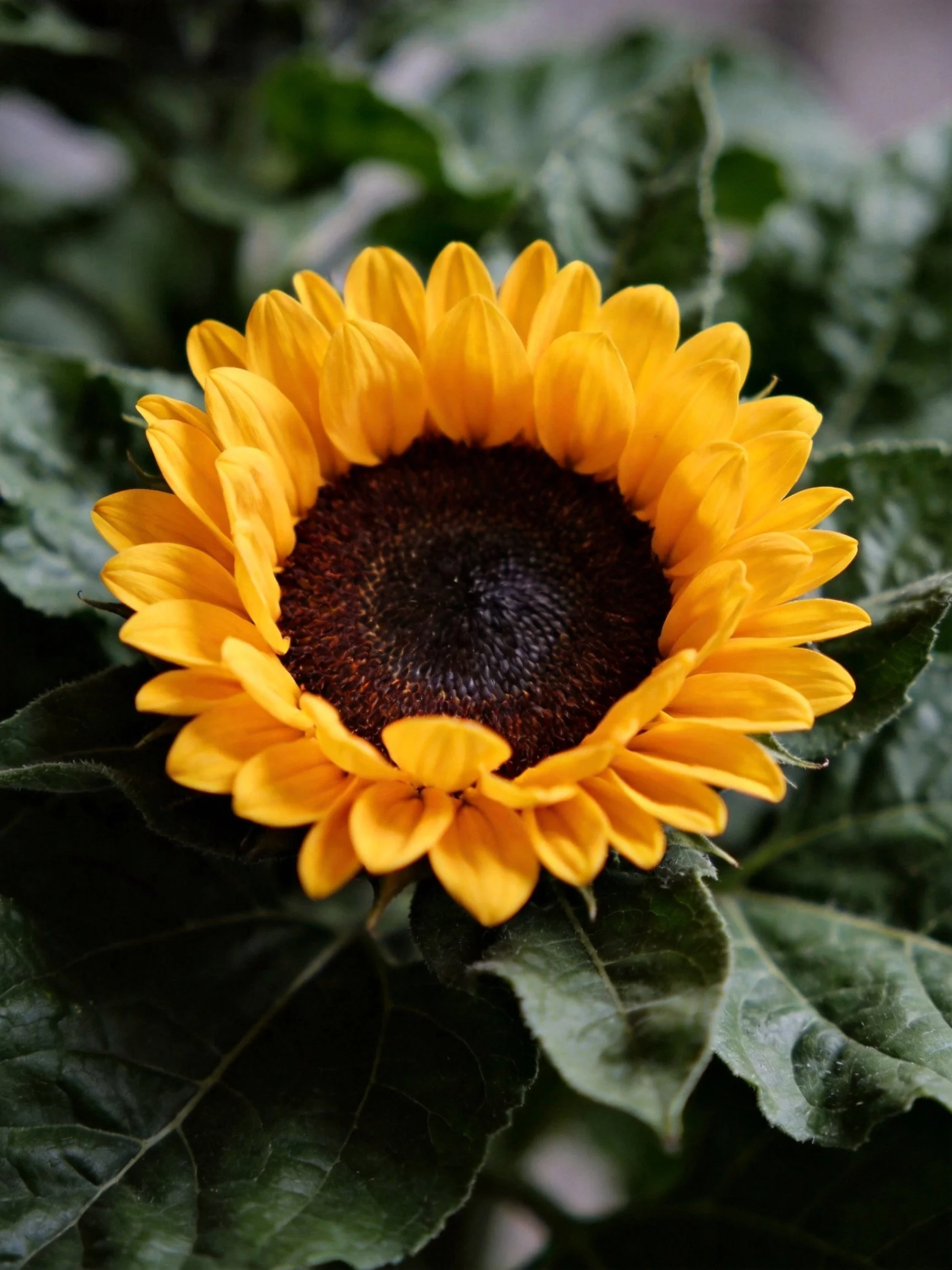 Vibrant yellow sunflower with dark brown center amid green foliage