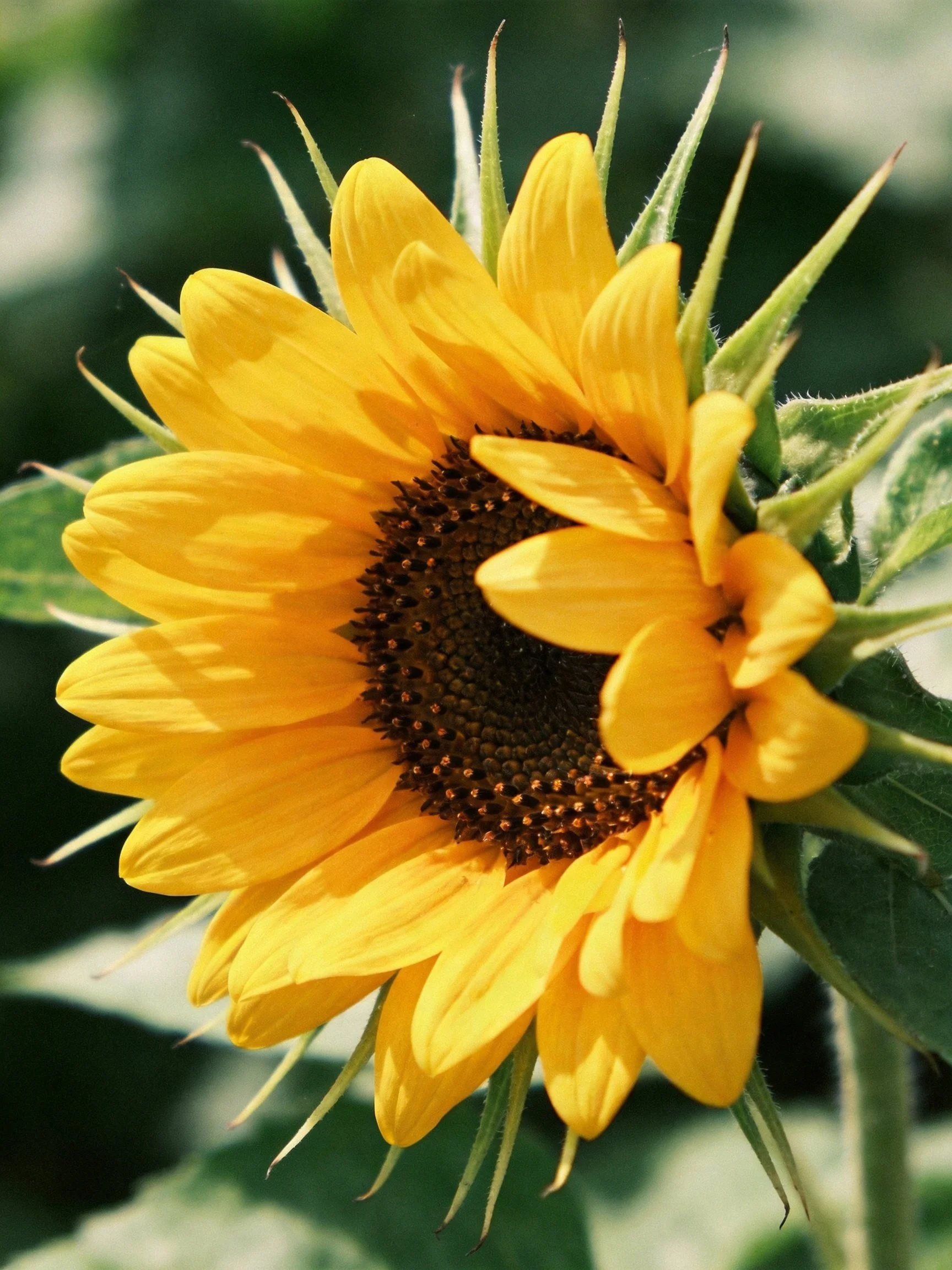 Vibrant yellow sunflower with dark brown center and green foliage