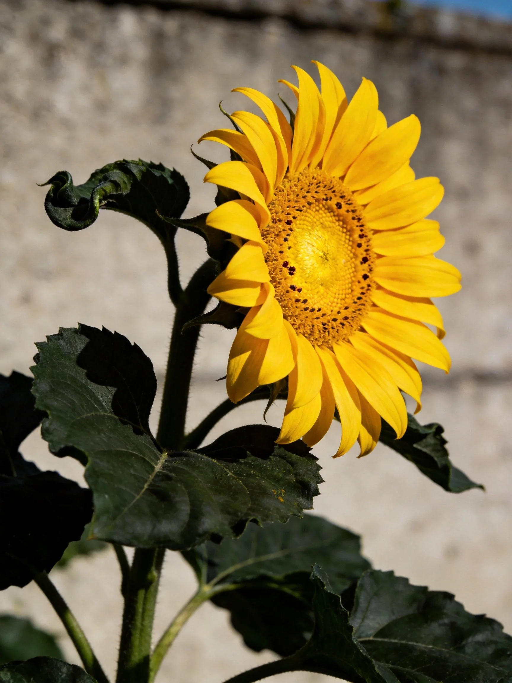 Vibrant yellow sunflower with dark green leaves near stone wall