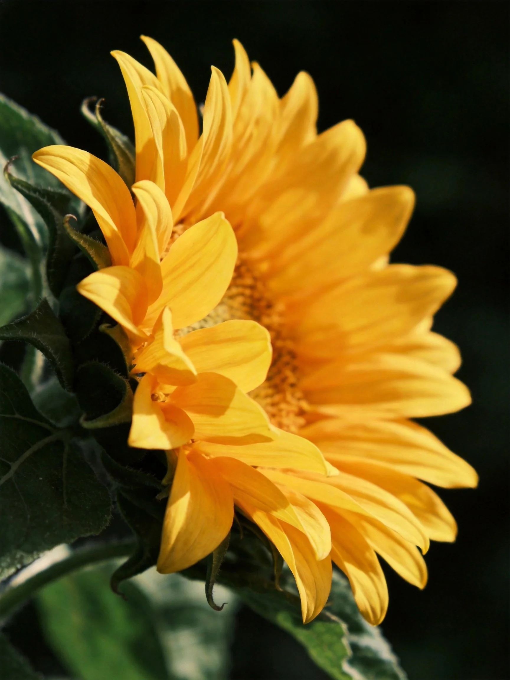 Vibrant yellow sunflowers with dark green foliage
