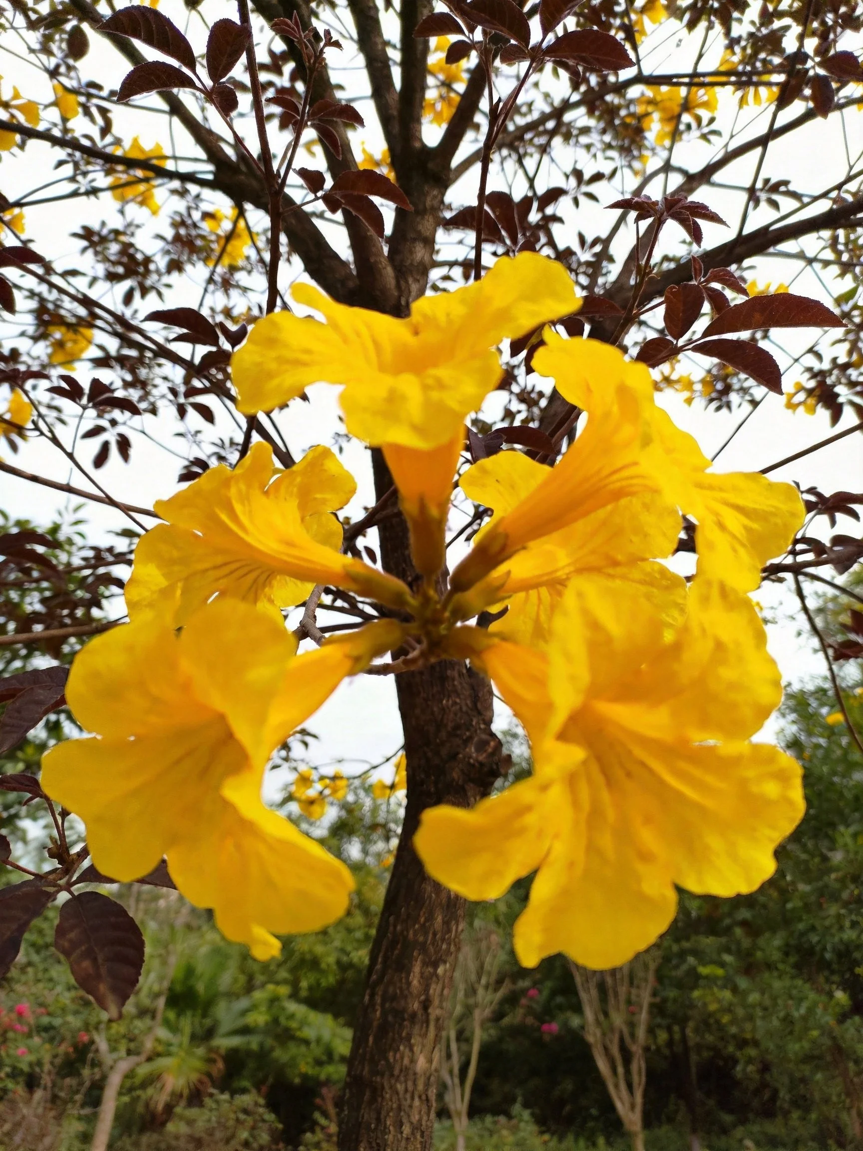 Bright yellow trumpet flowers bloom on a tree with dark reddish-purple leaves in an outdoor setting.