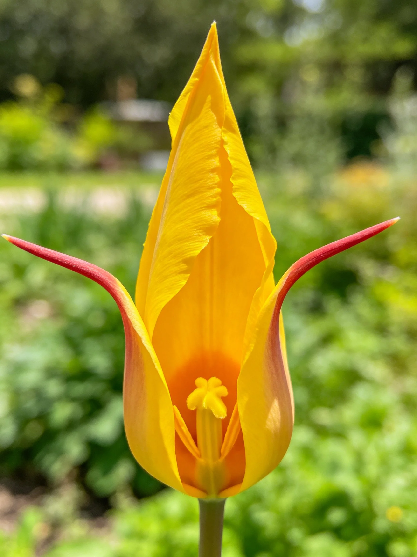 Vibrant yellow tulip bud with red-tipped petals