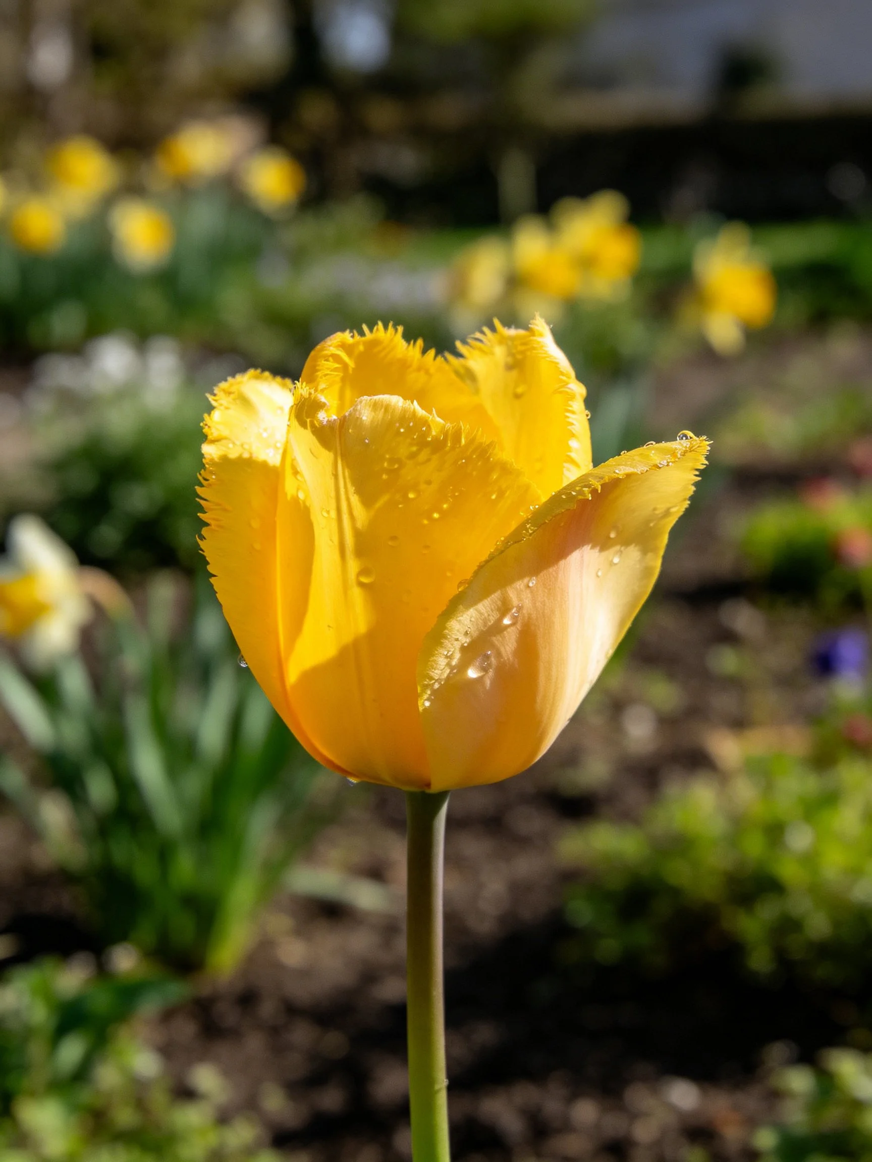 Vibrant yellow tulip with dew drops in a sunlit garden