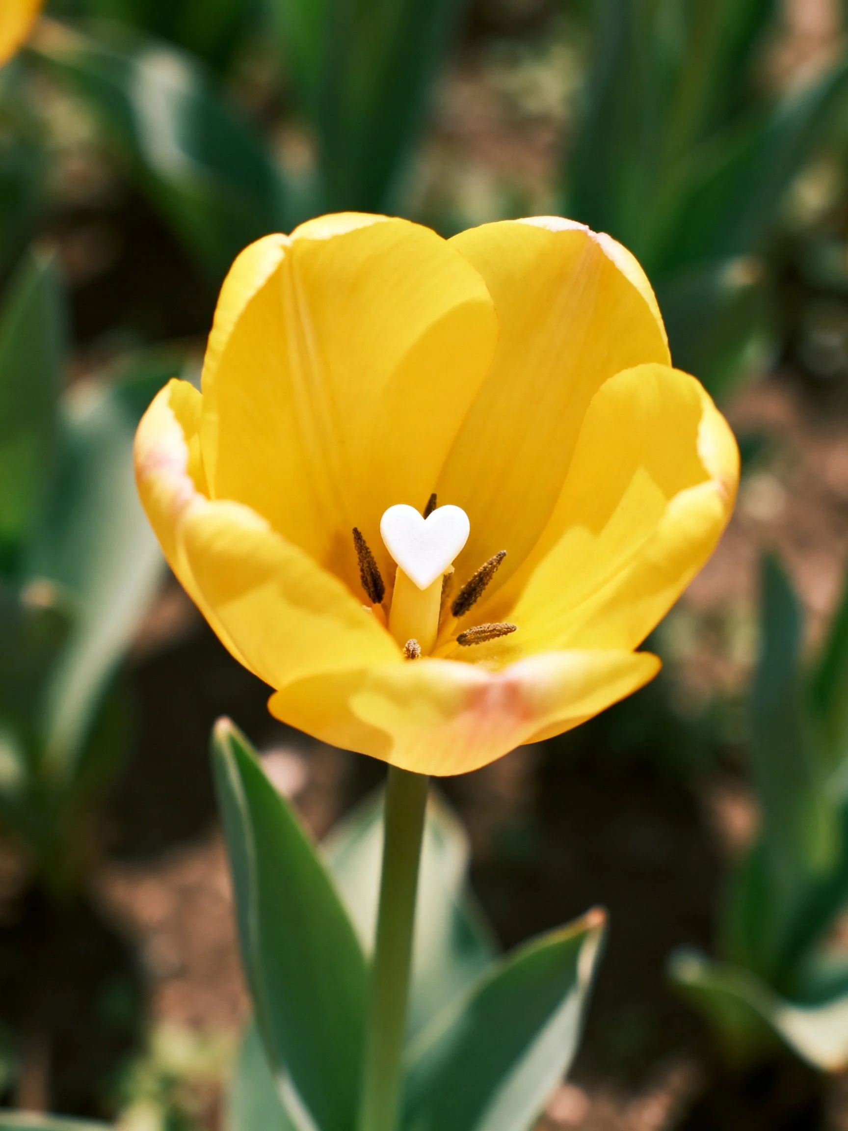 Vibrant yellow tulip with small white heart in center