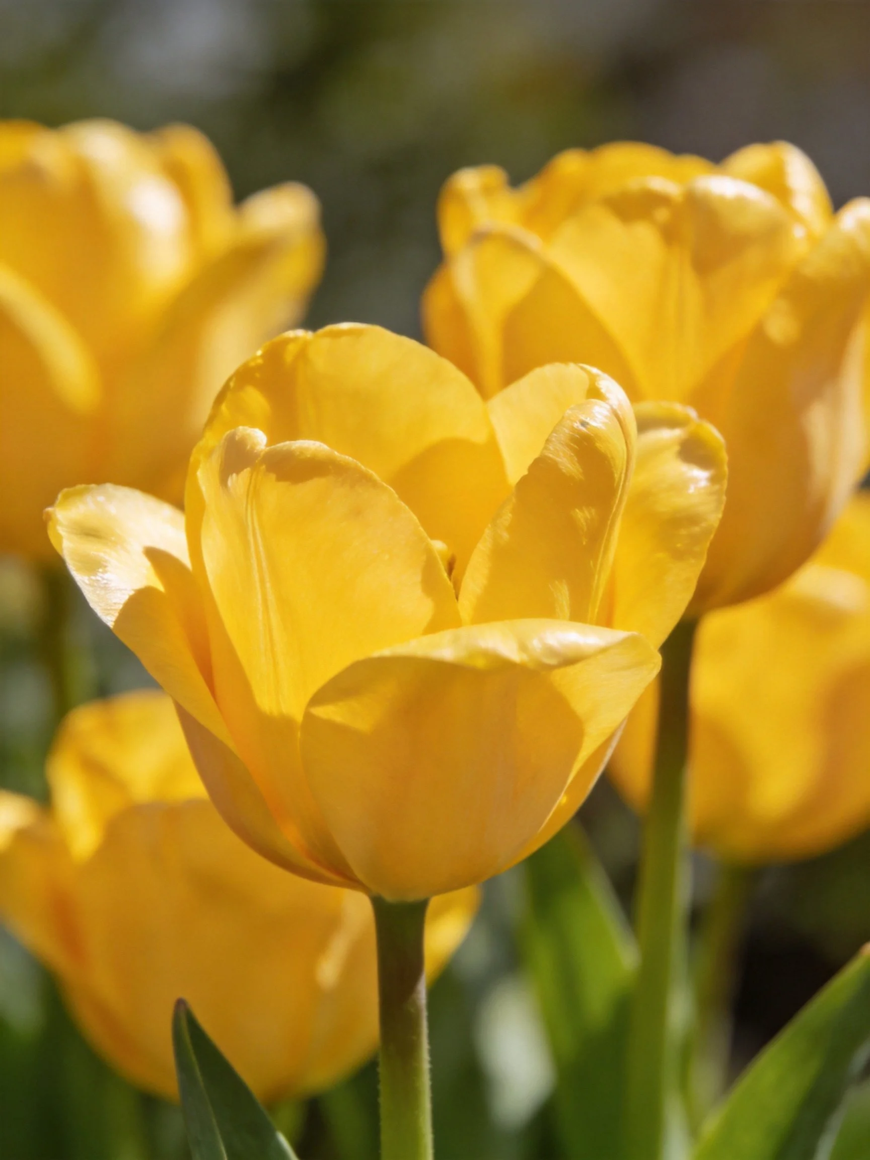 Vibrant yellow tulips clustered in sunlight