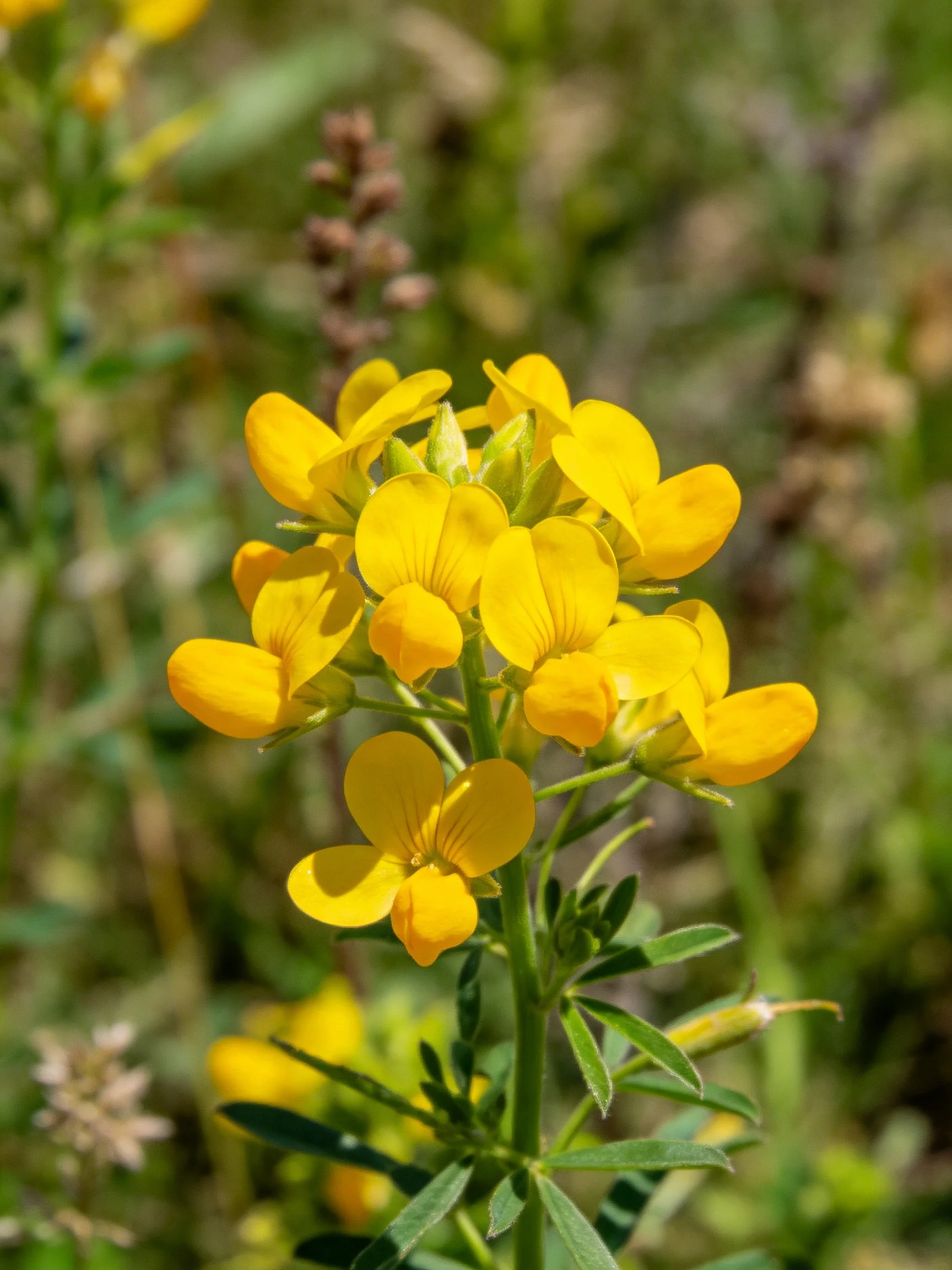 Vibrant yellow wildflower cluster amid green foliage
