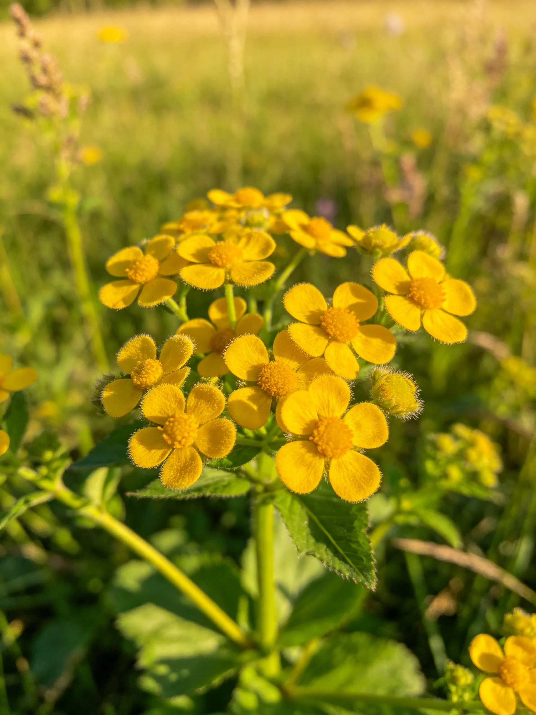 Vibrant yellow wildflowers cluster among lush greenery