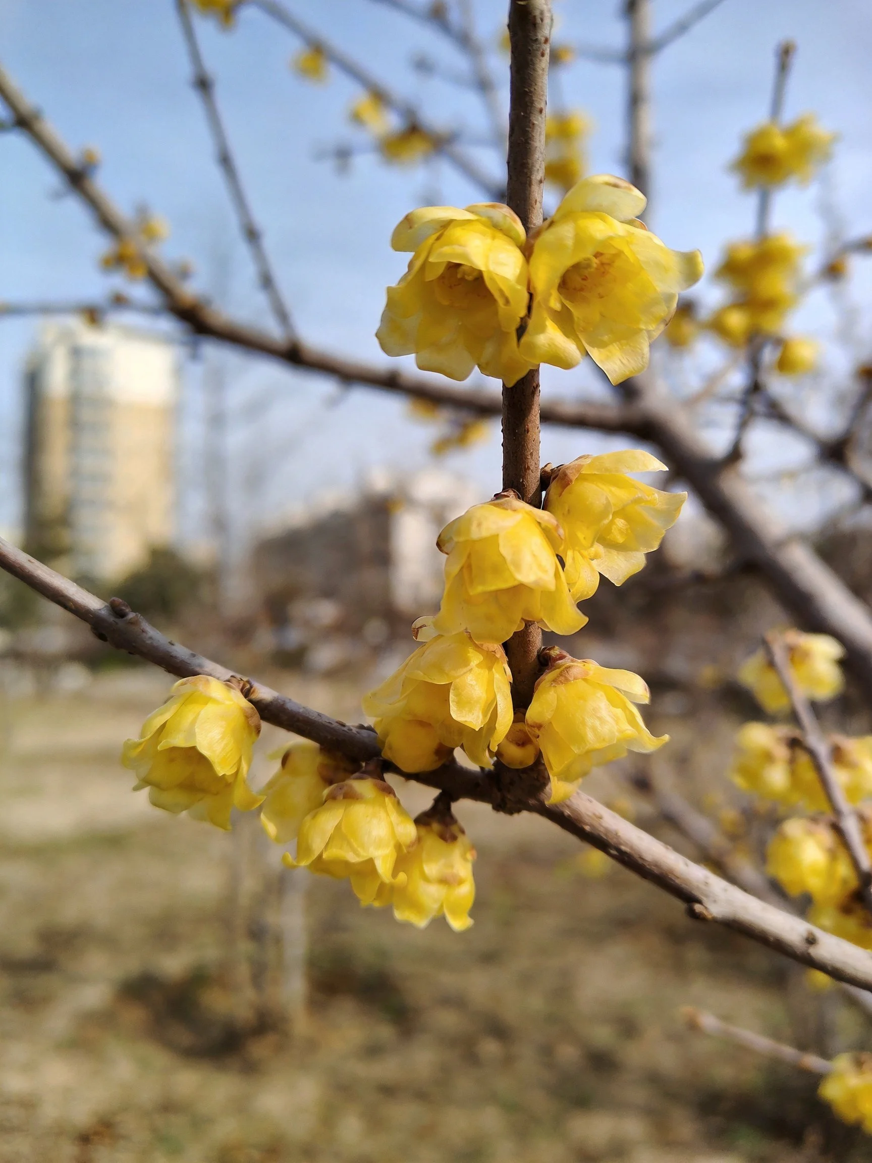 Vibrant yellow winter flowers clustered on thin brown branches