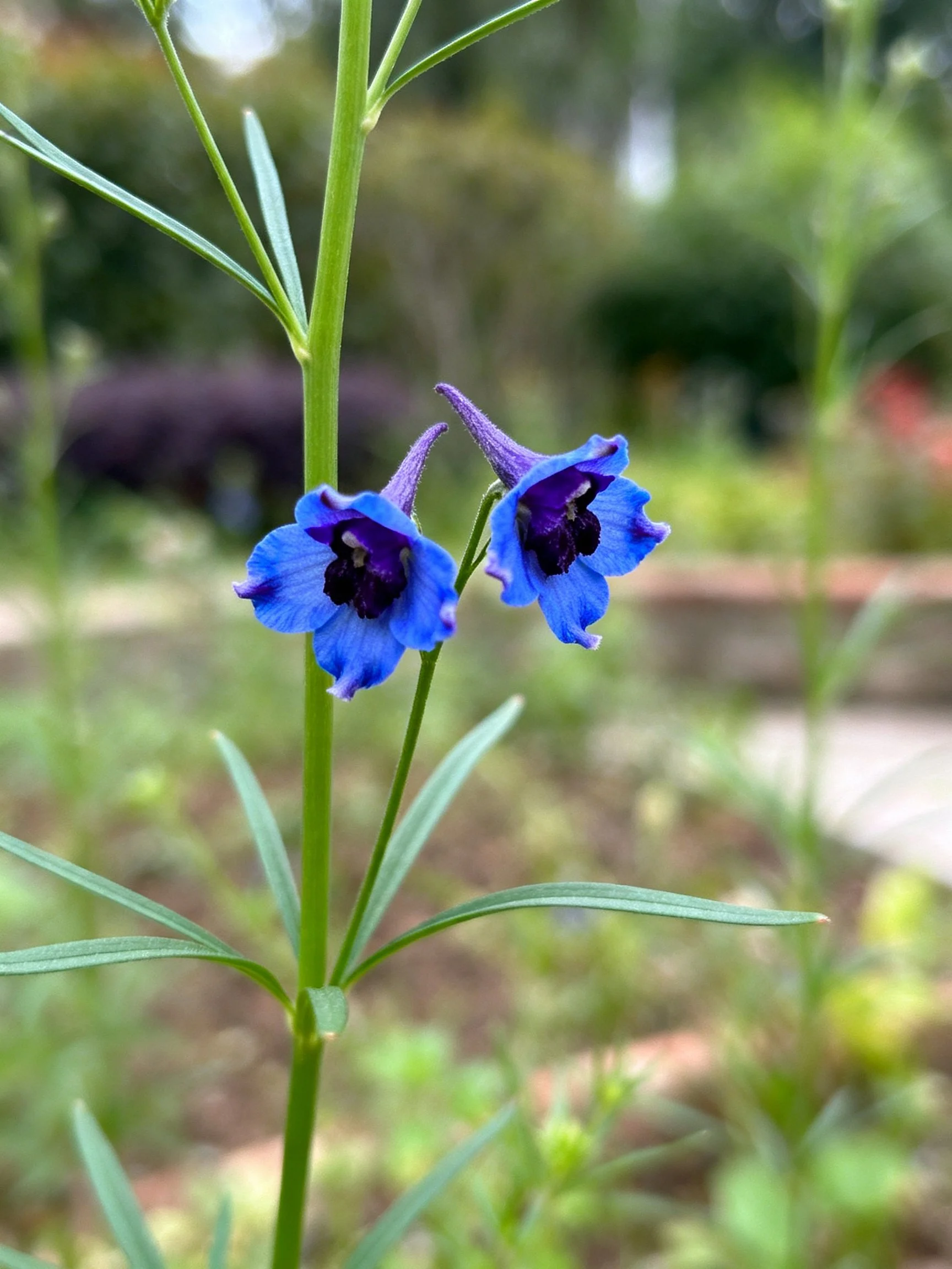 Vivid blue-purple flowers with slender green stems in an outdoor garden
