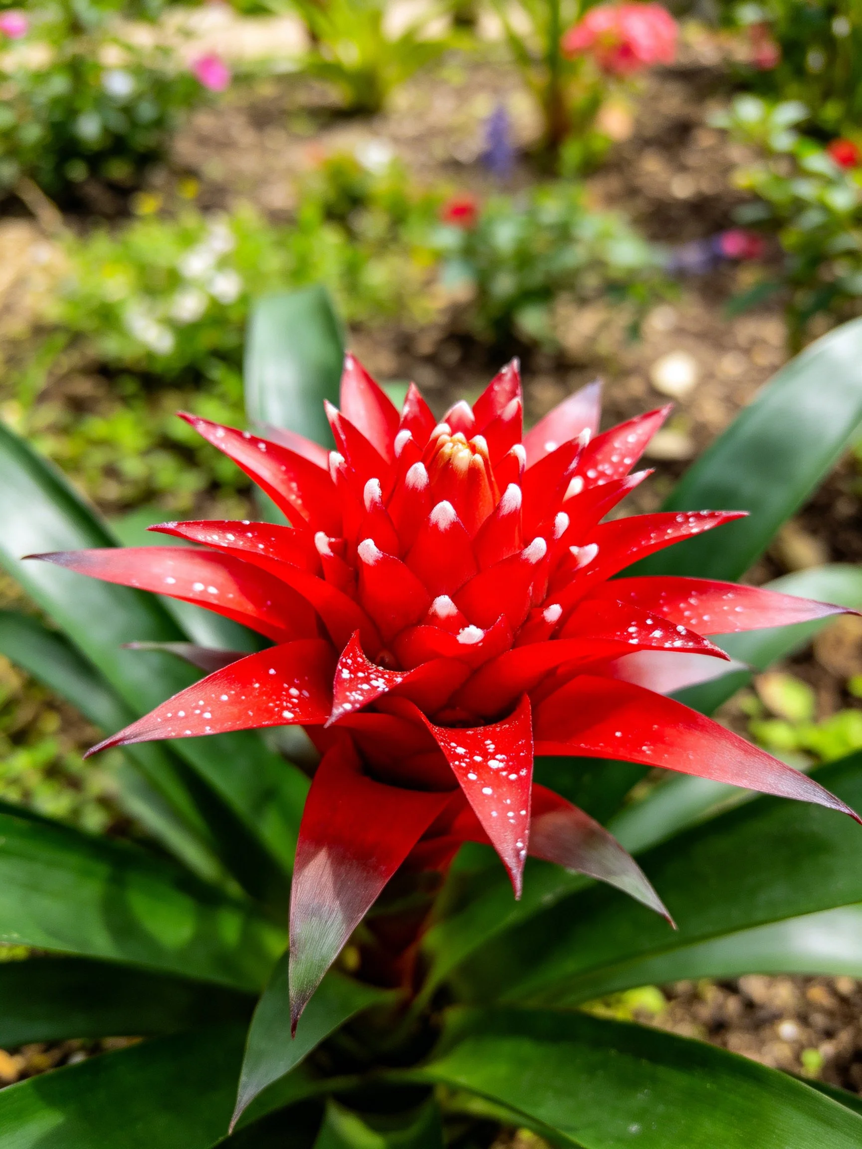 Vivid red tropical flower with white speckles among green foliage