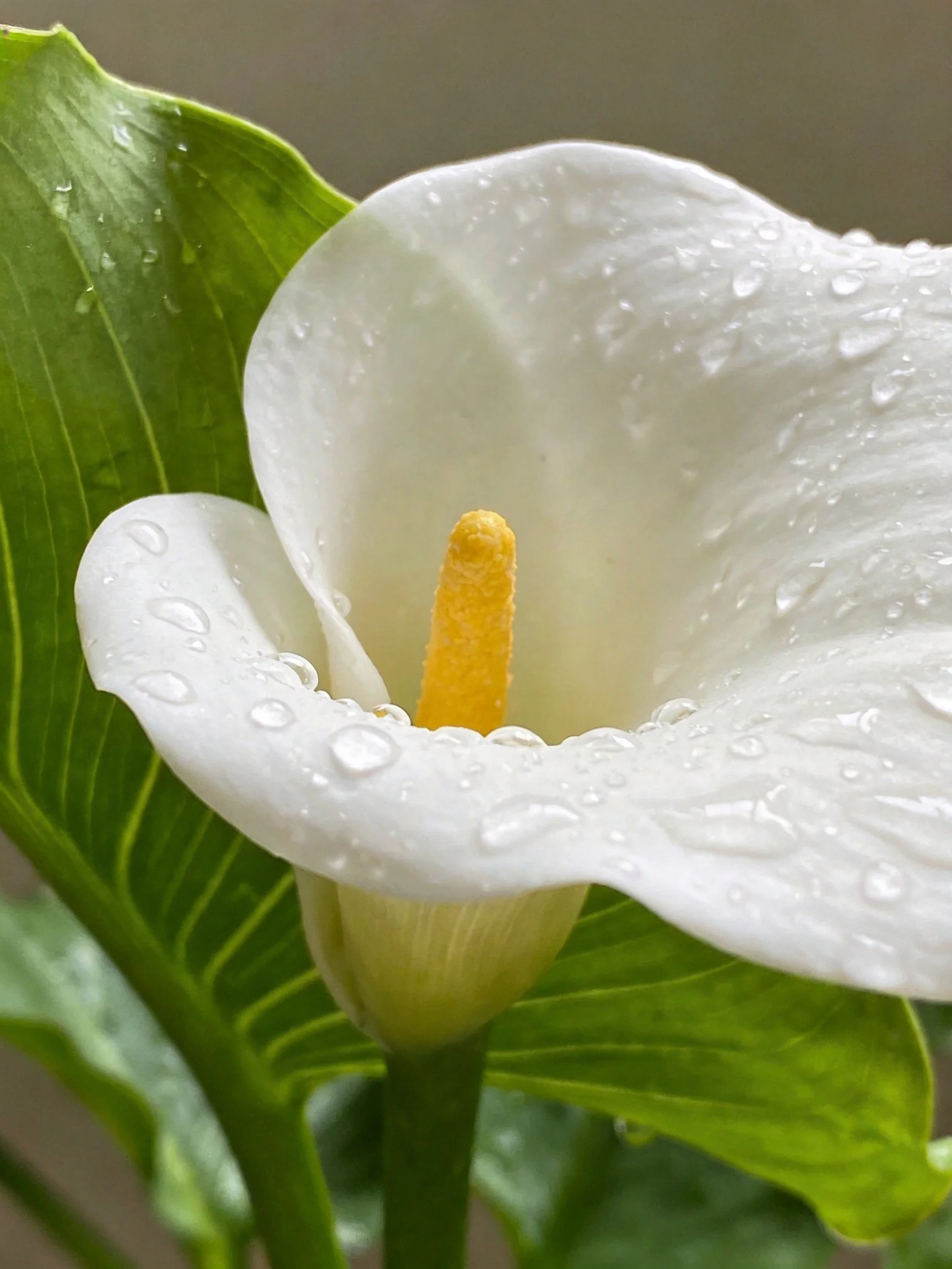 White Calla Lily with Water Droplets and Green Leaves
