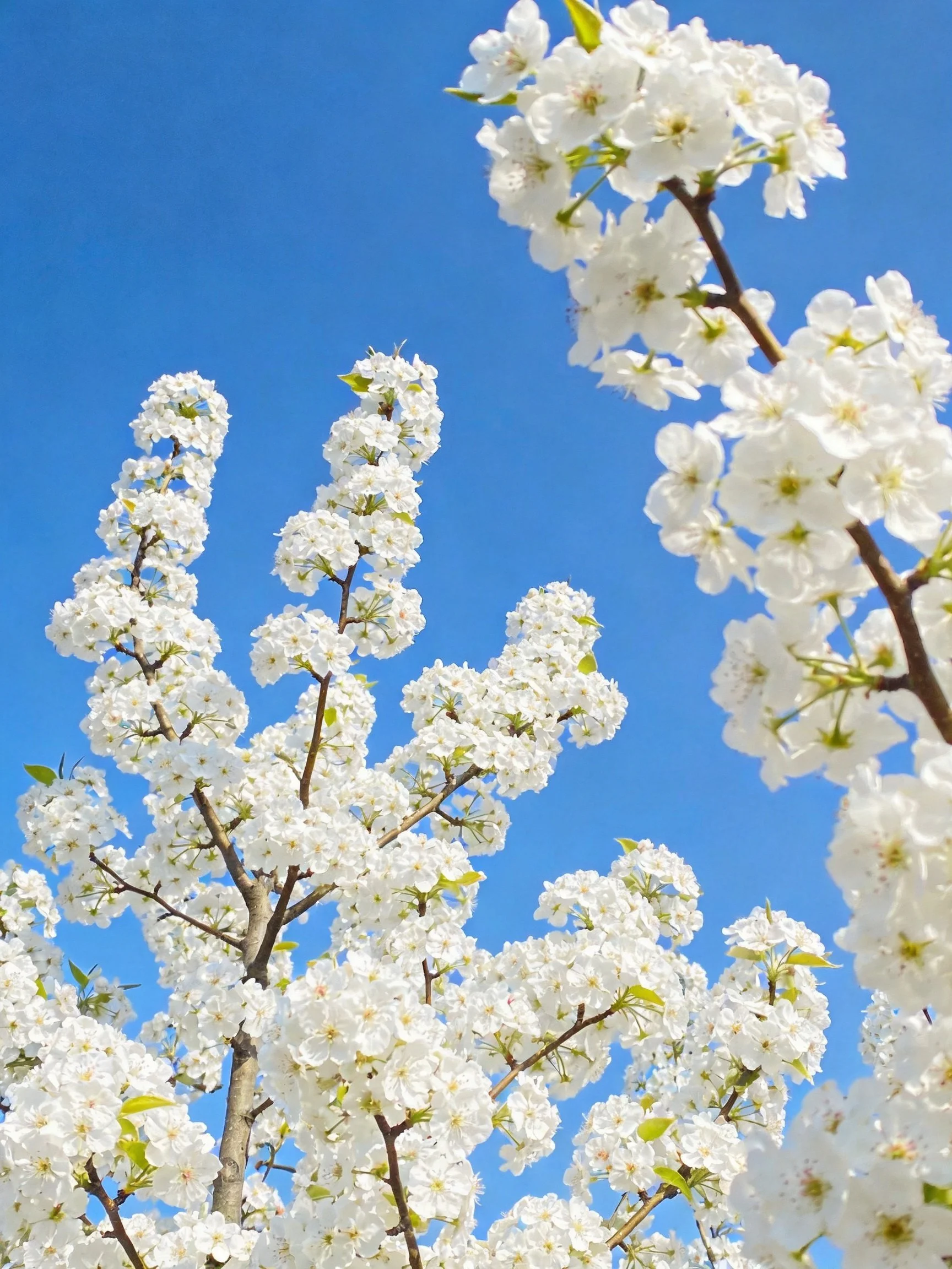White Cherry Blossom Branches Against Bright Blue Sky