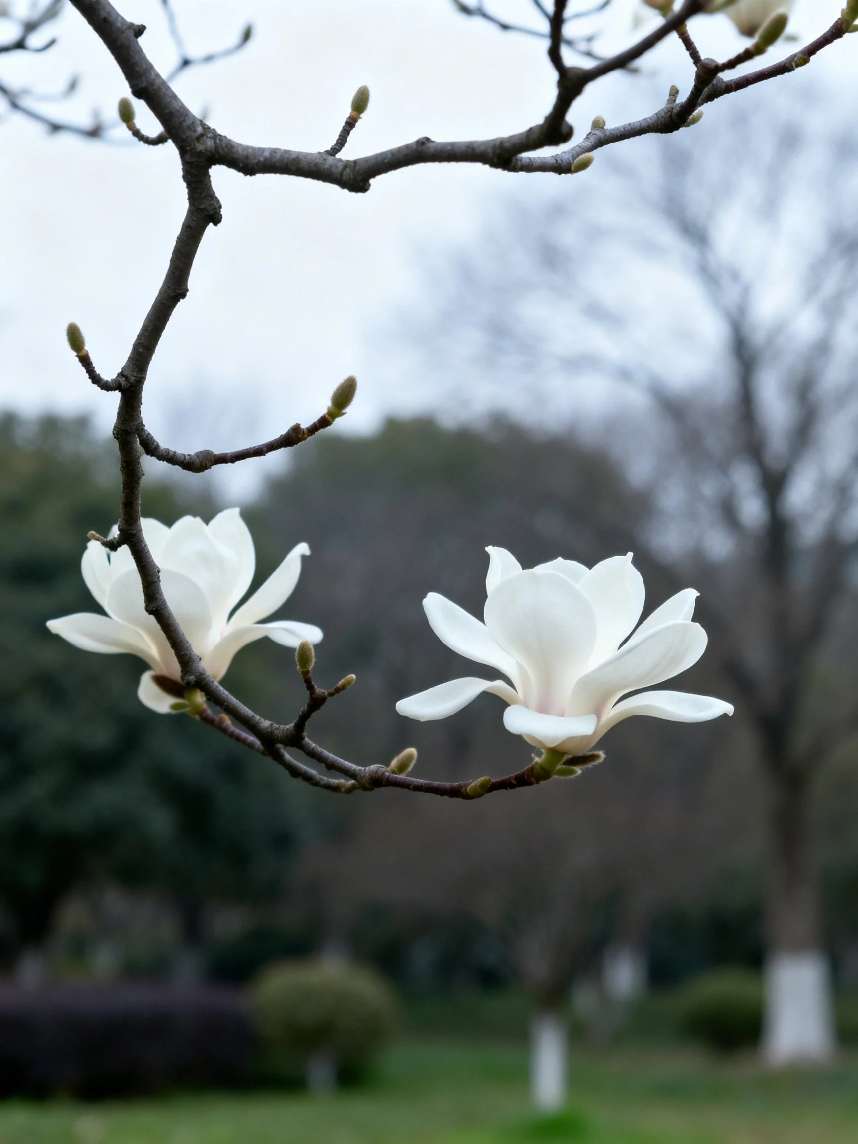 White Magnolia Flowers on Dark Branches in a Park Landscape