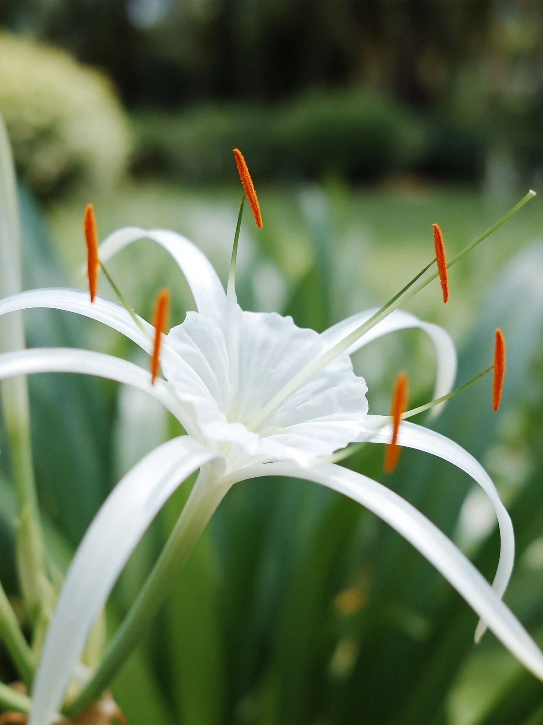 White Spider Lily with Long White Petals and Orange Stamens