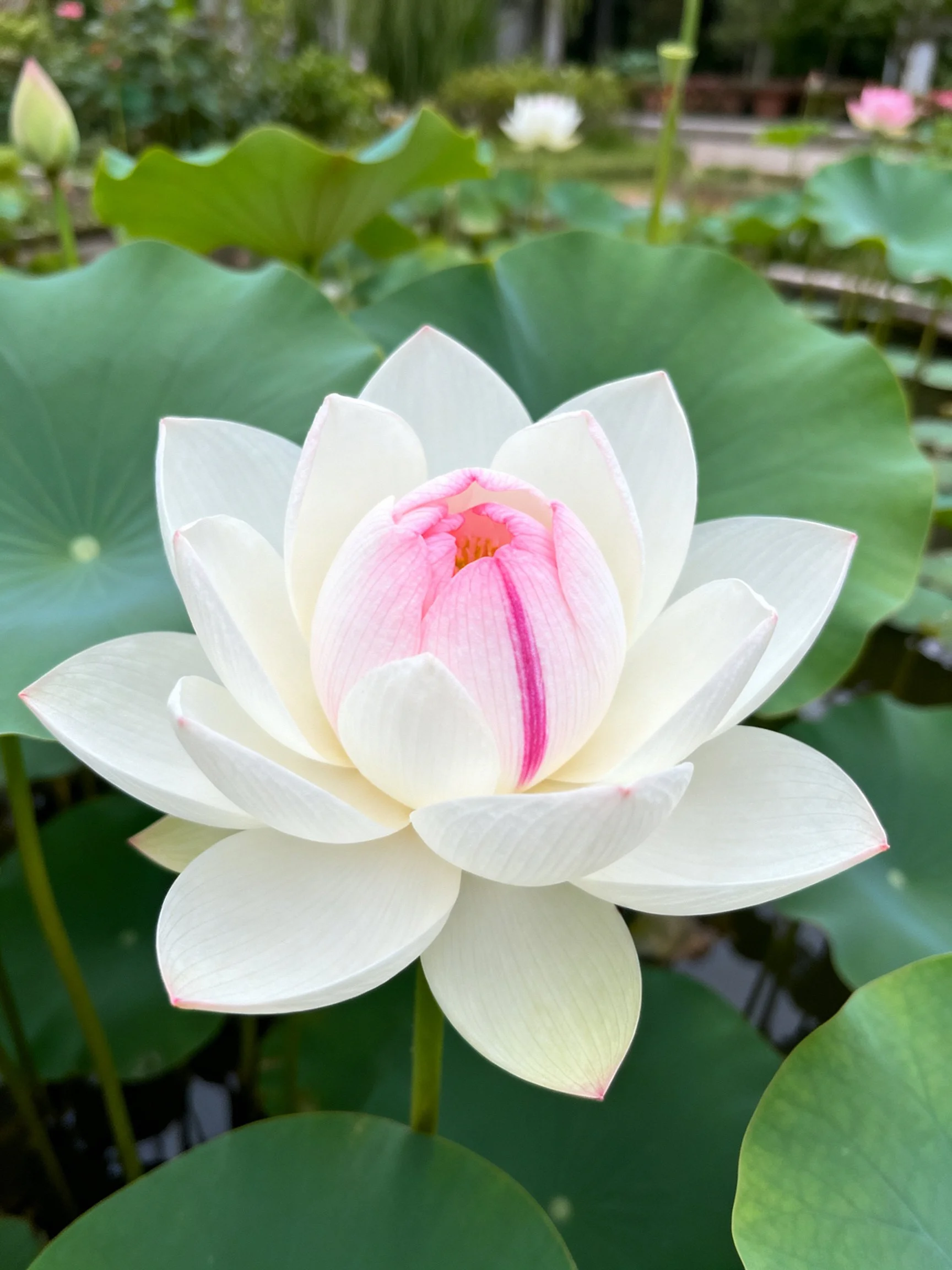 White and pink lotus blooming amid broad green leaves