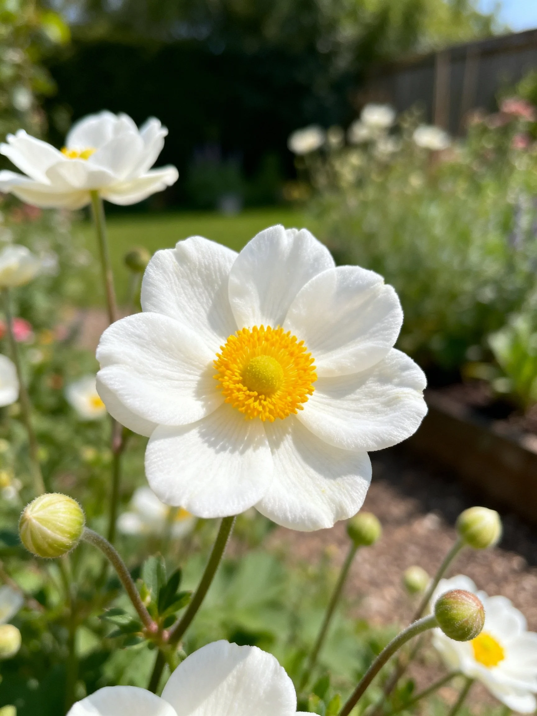 White anemone flowers bloom in a sunlit garden with buds