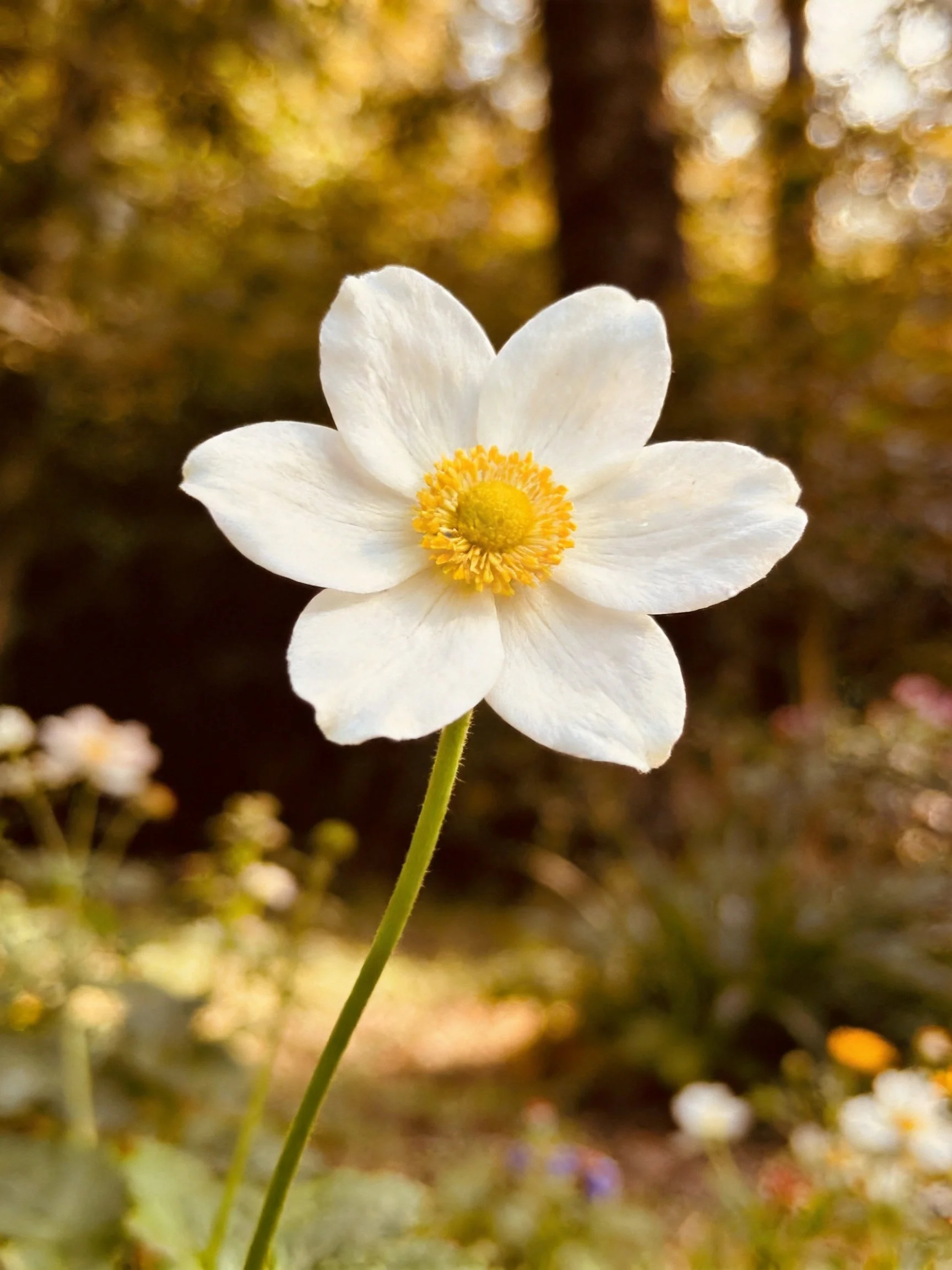 White anemone with yellow center in forest backdrop