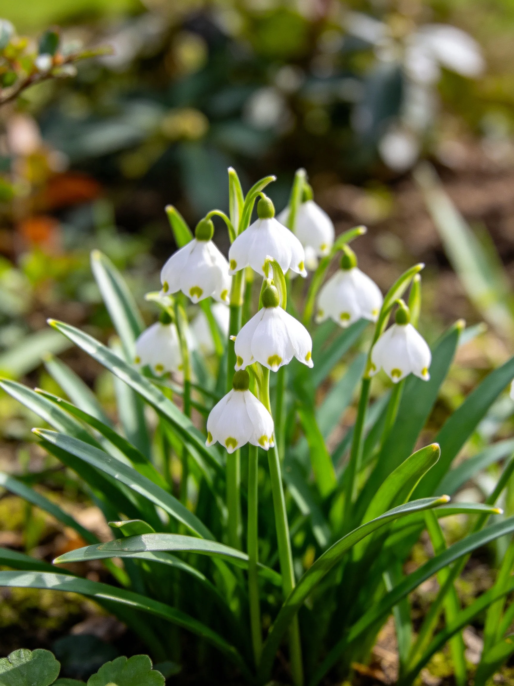 White bell - shaped flowers with yellow centers amid green foliage