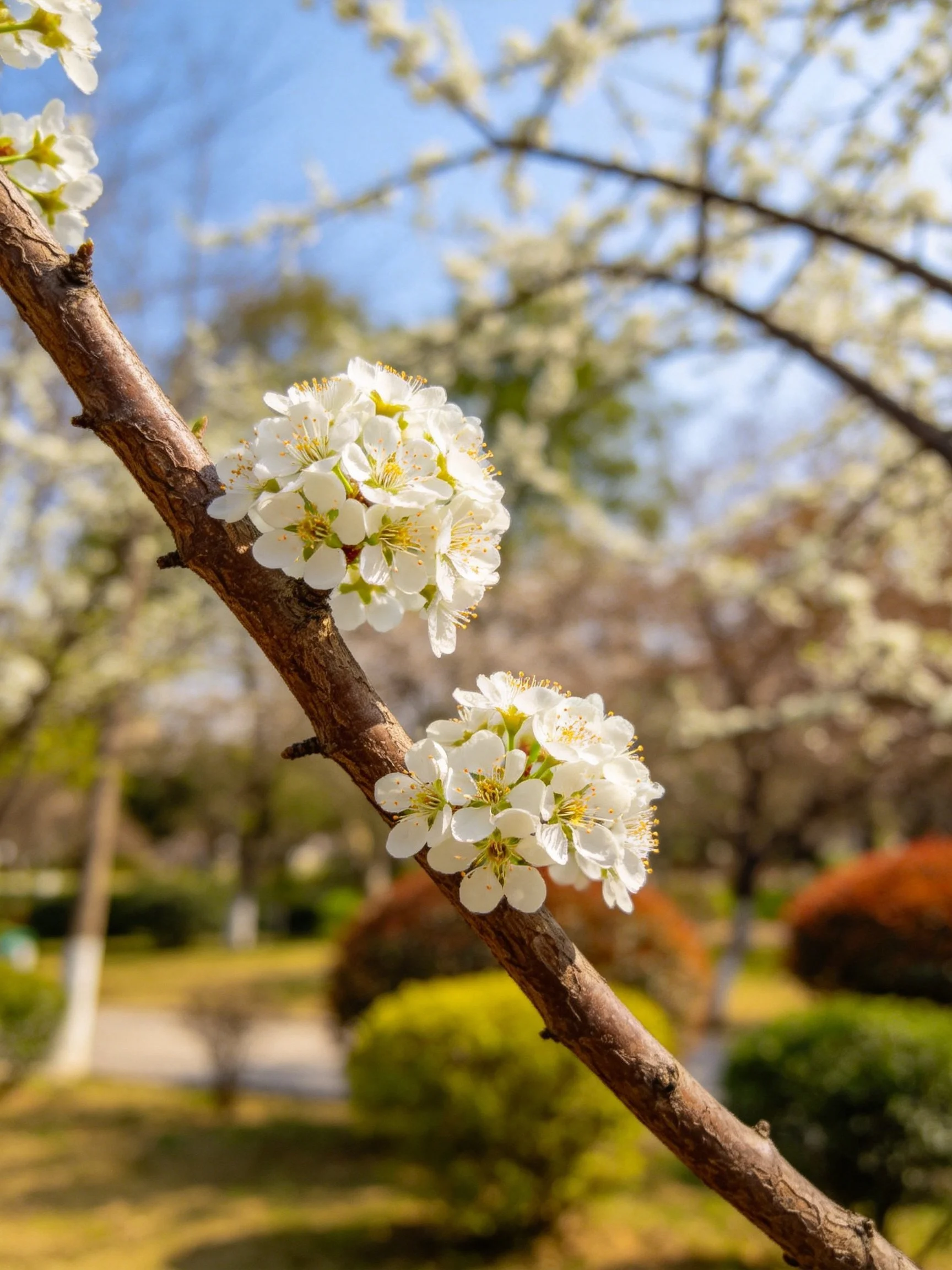 White blossoms cluster on a brown tree branch in a sunlit park
