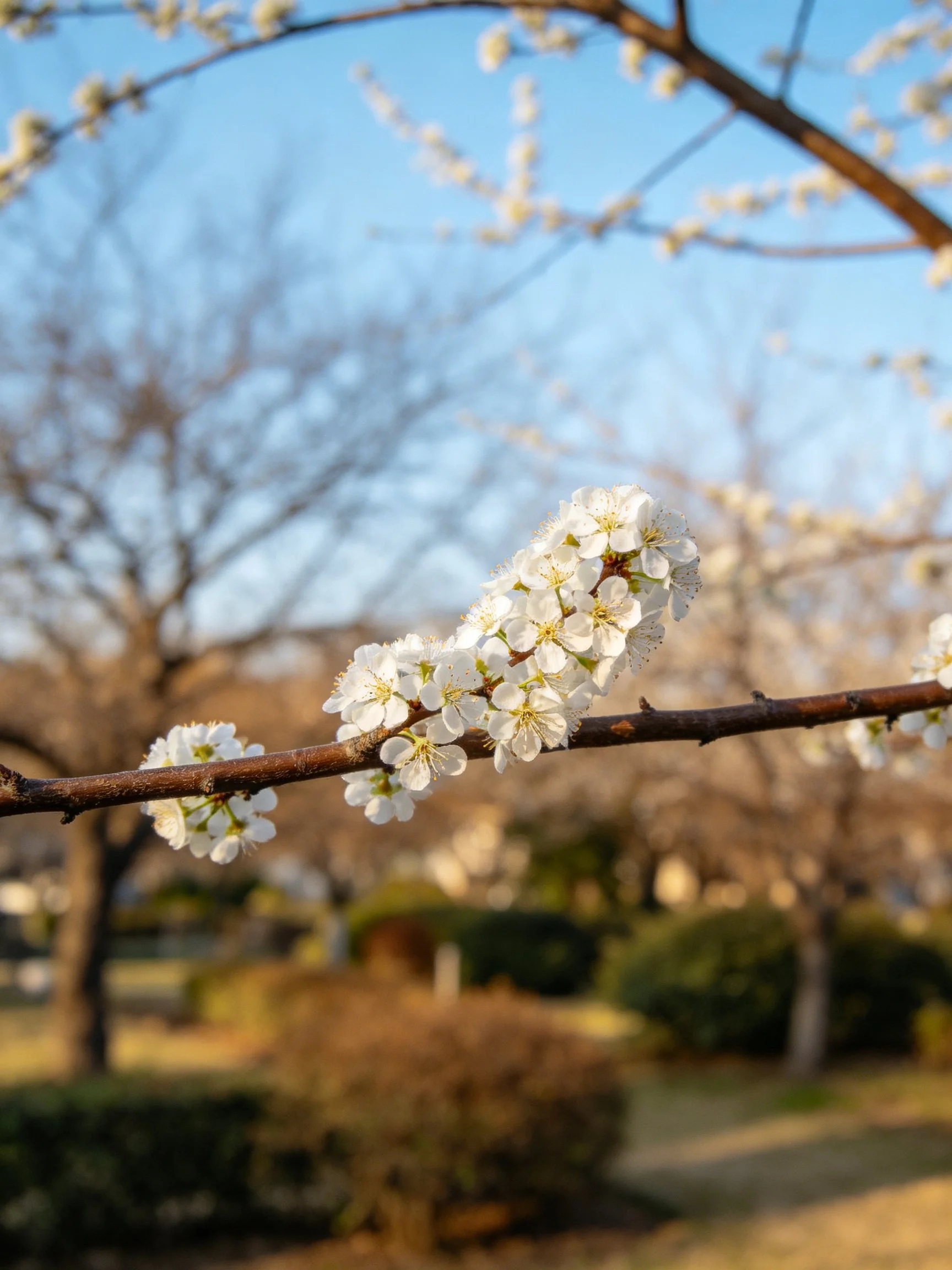White blossoms cluster on brown branches under a clear blue sky in a park