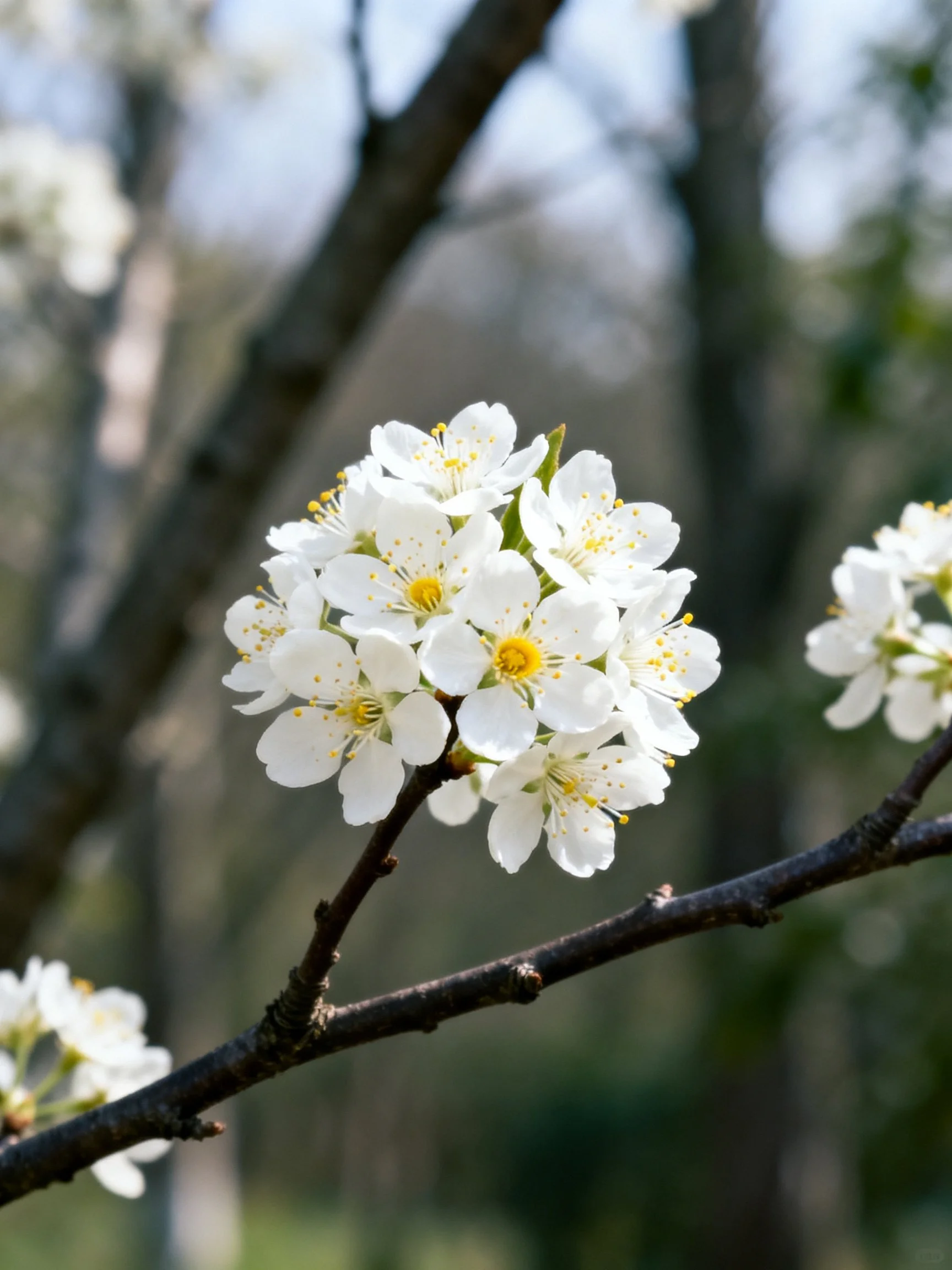 White blossoms clustered on dark tree branches in a sun-dappled forest
