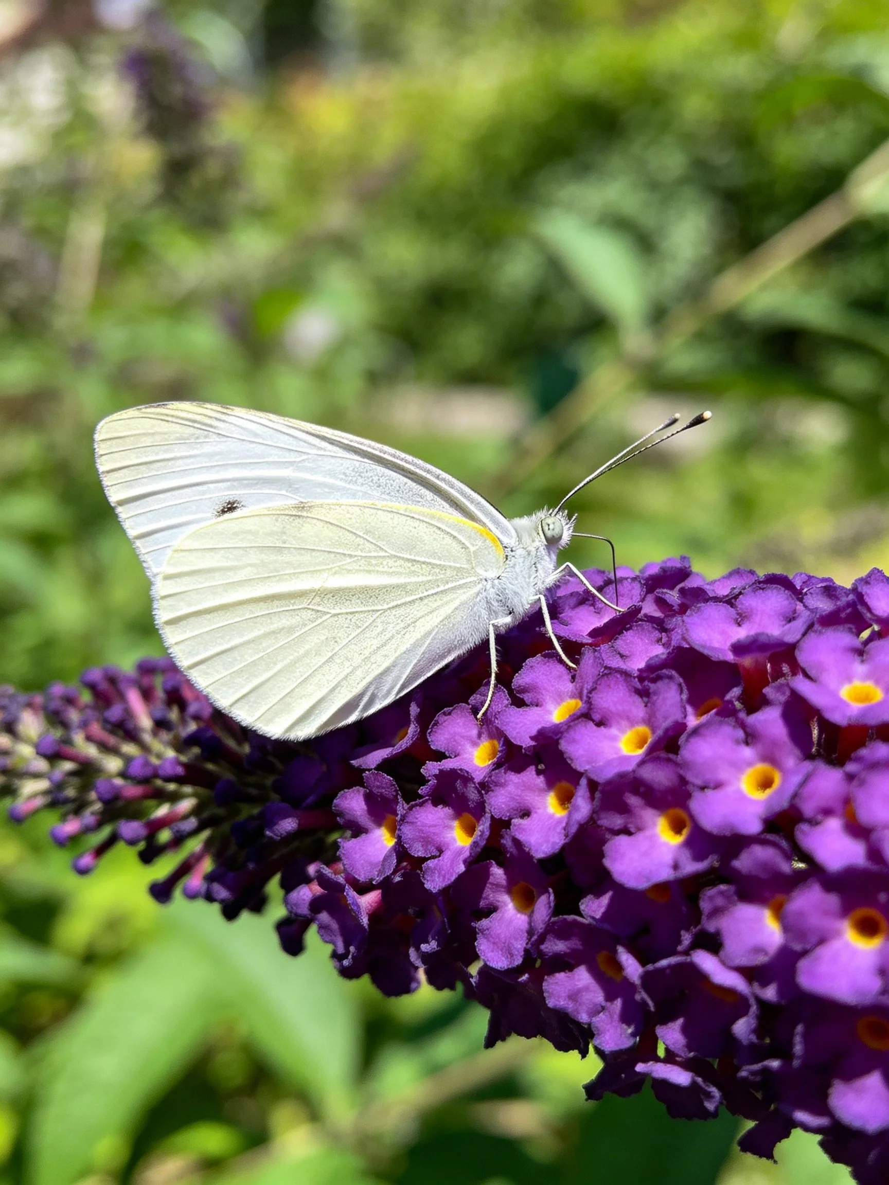 White butterfly resting on vibrant purple flower cluster with yellow centers