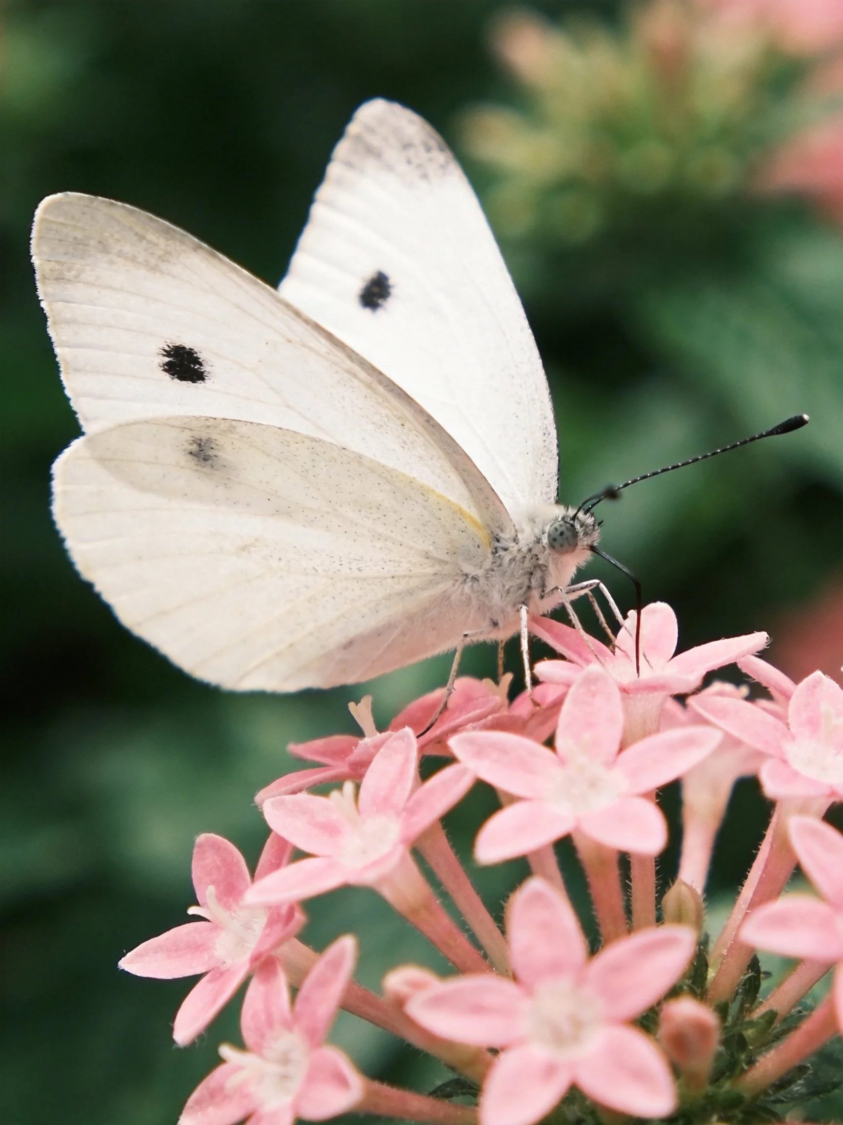 White butterfly with black-spotted wings on pink flowers