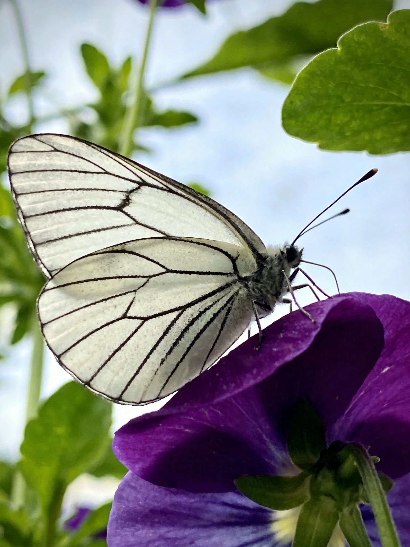 White butterfly with black striped wings on vibrant purple flower