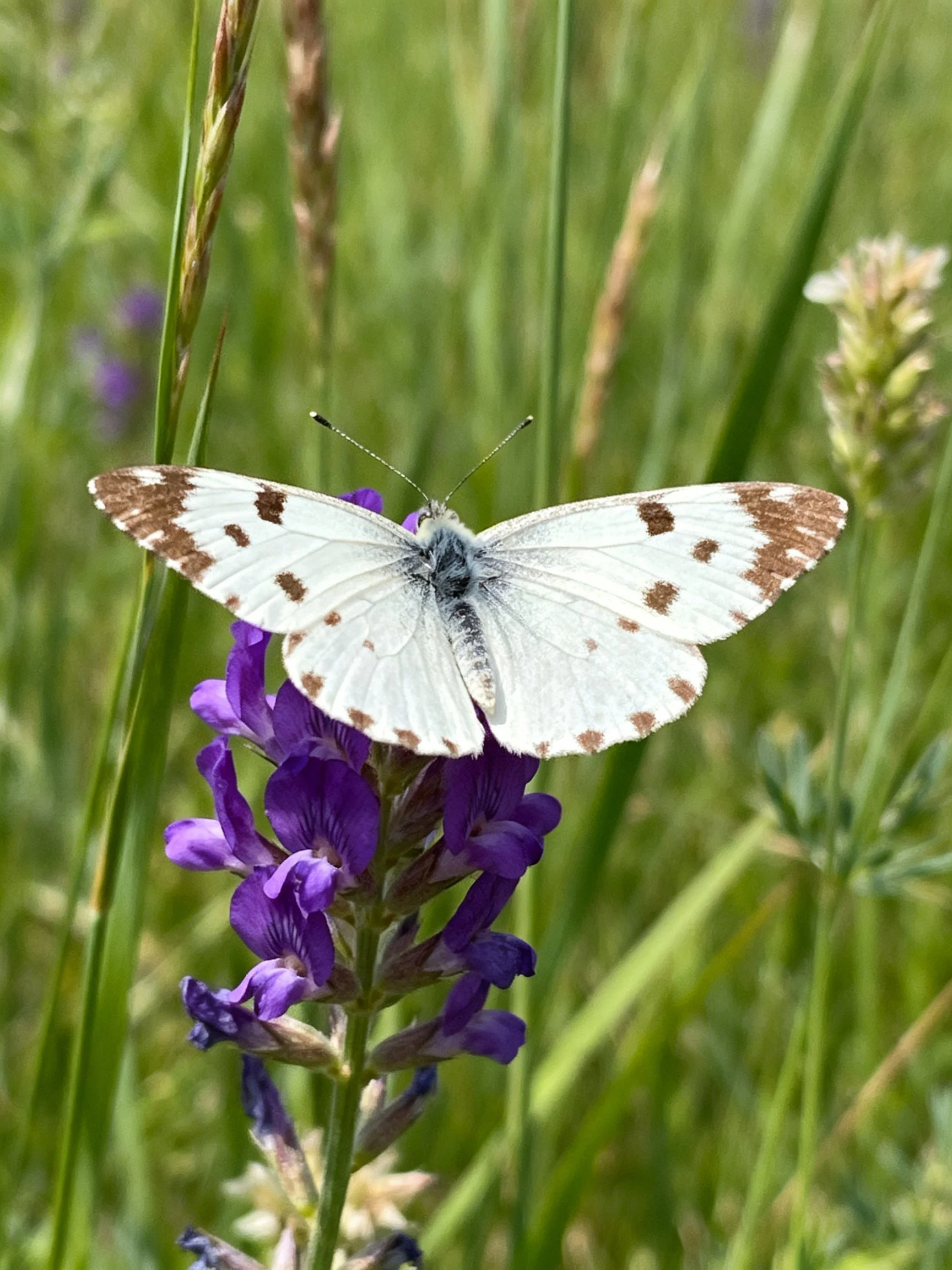 White butterfly with brown wing spots on purple flowers
