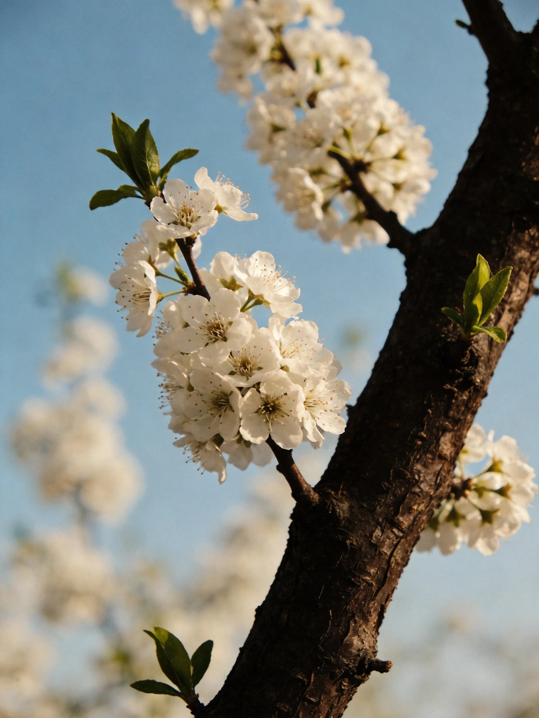 White cherry blossom branches with green leaves against clear blue sky