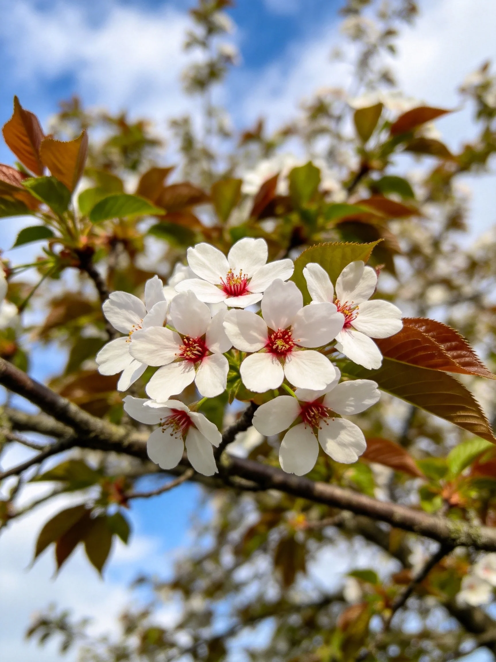 White cherry blossom cluster with pink centers amid green and brown leaves