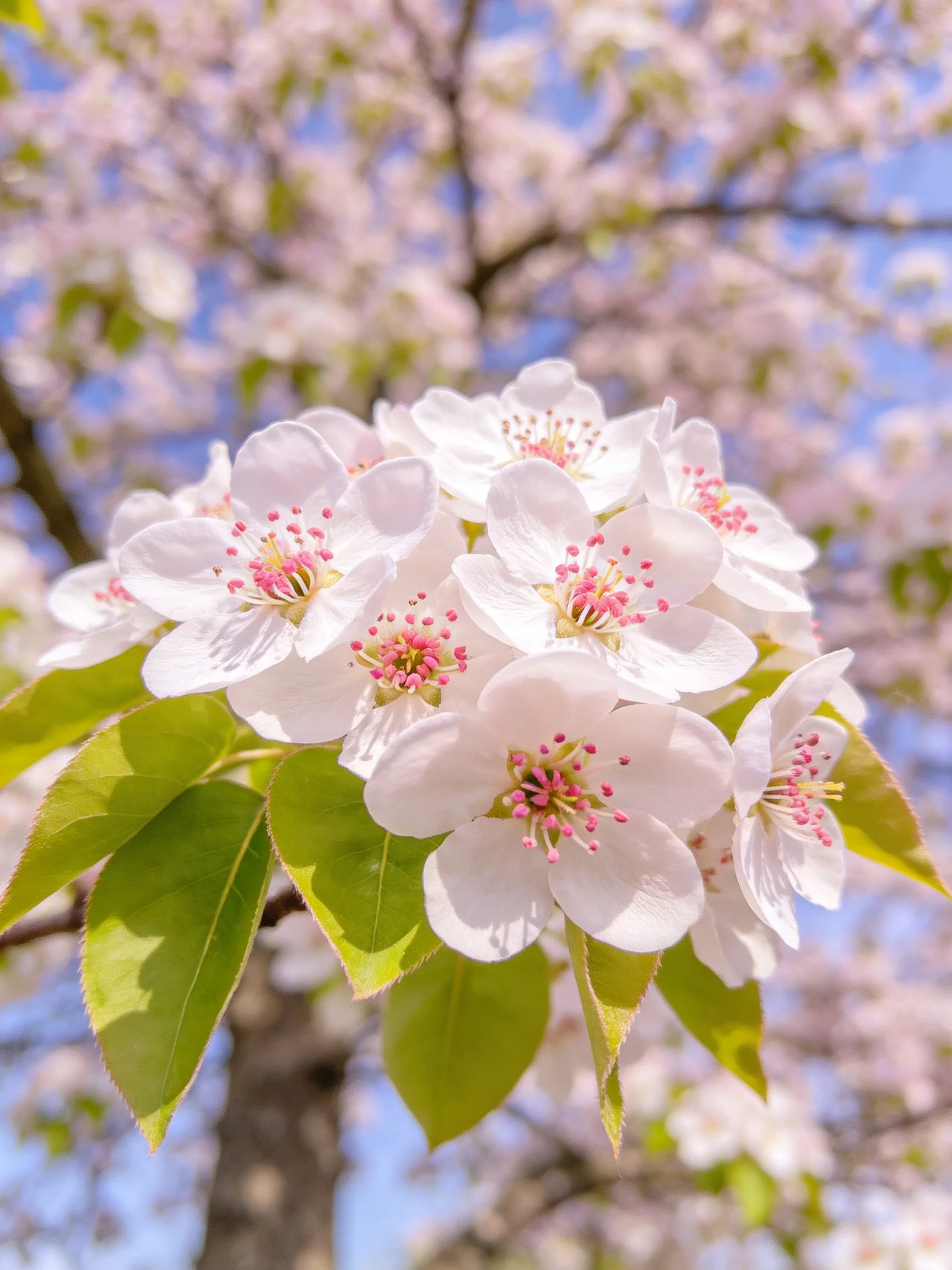 White cherry blossom cluster with pink stamens and green leaves