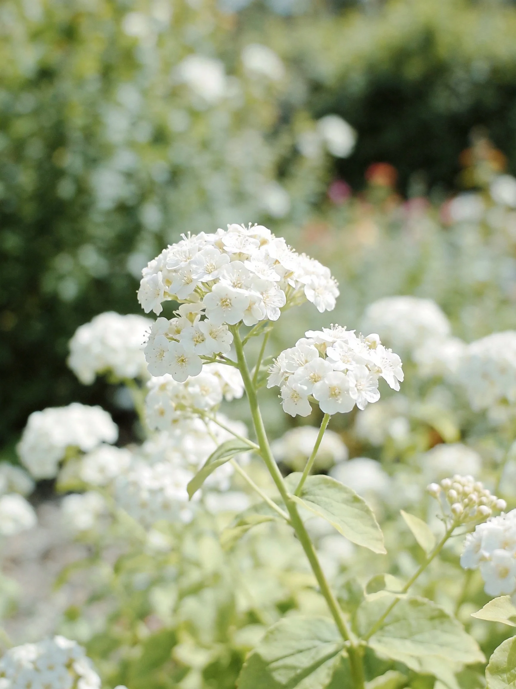 White clustered blooms with green foliage in soft natural light