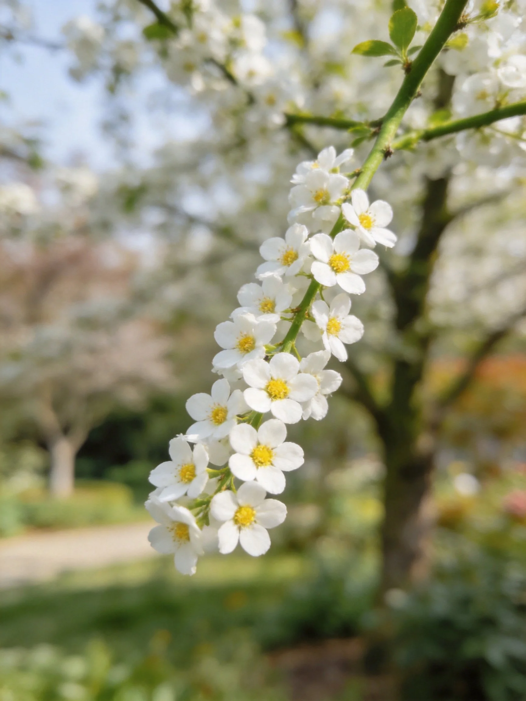 White clustered blossoms with yellow centers on a green branch