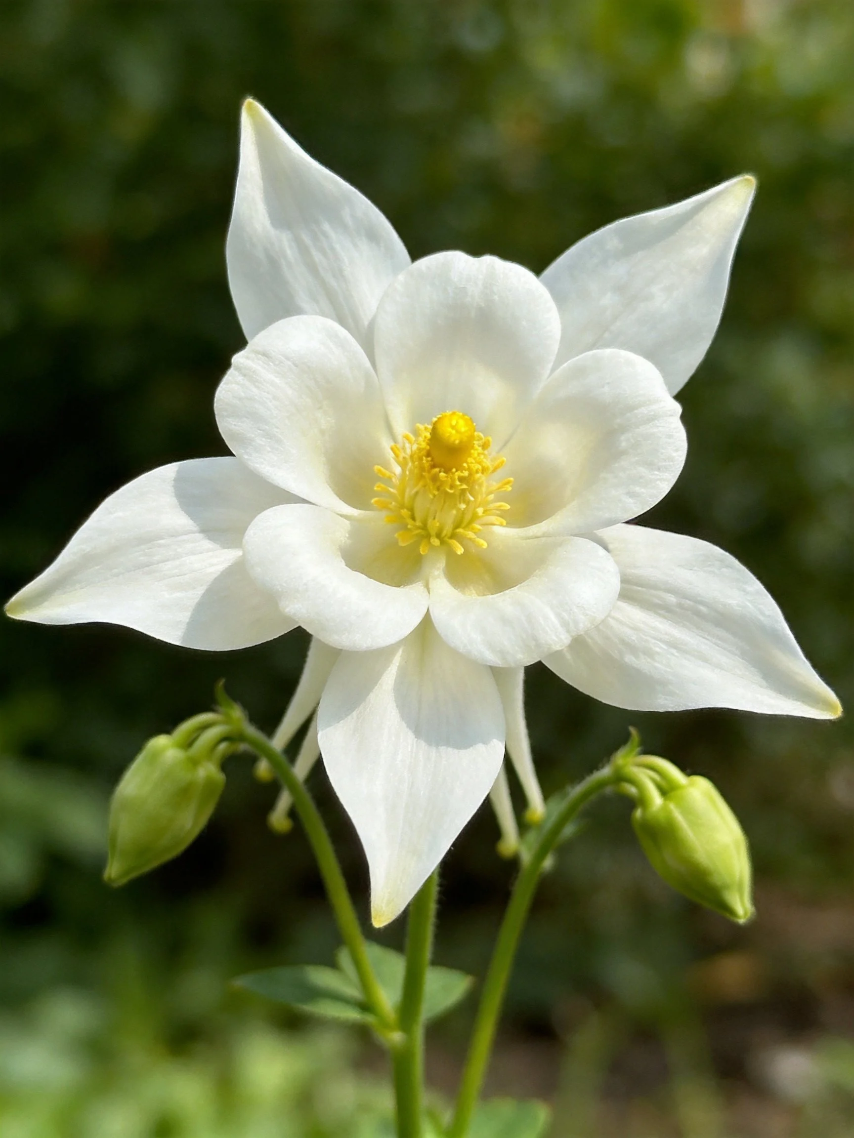 White columbine flower with yellow center and green buds