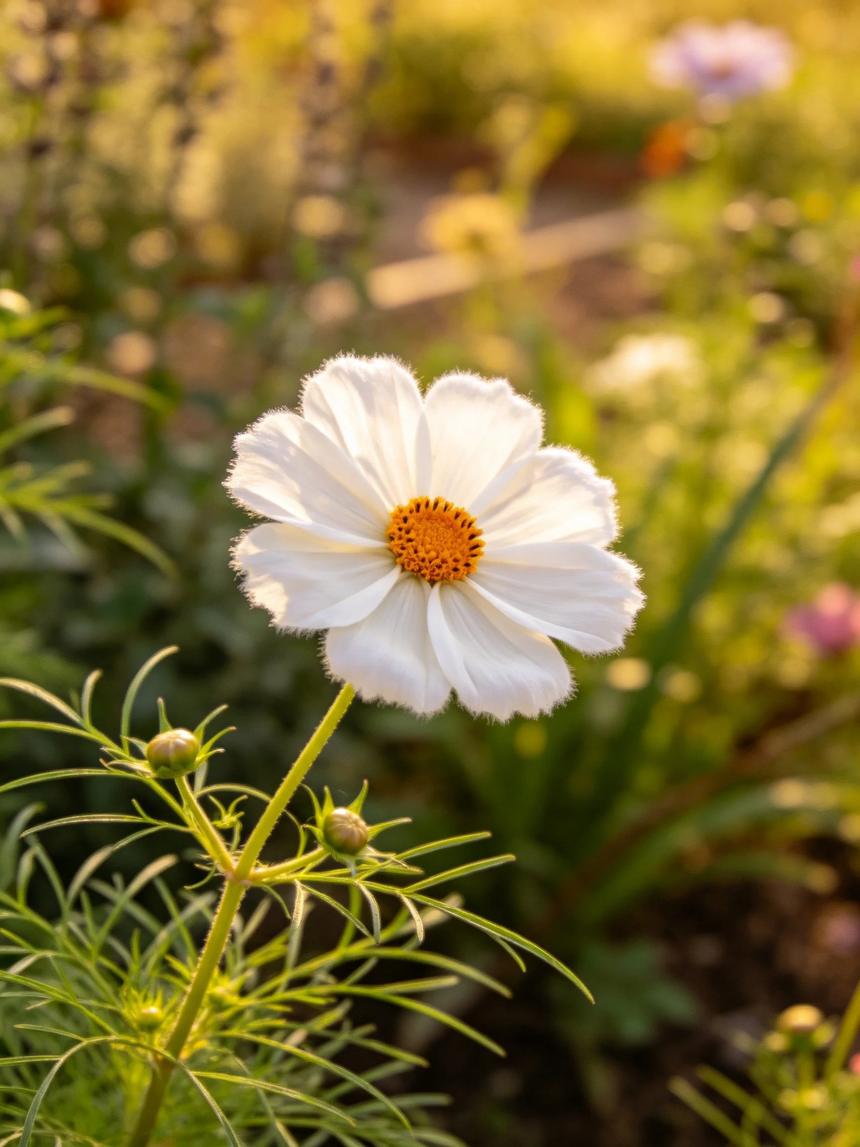 White cosmos flower with orange center in sunlit garden
