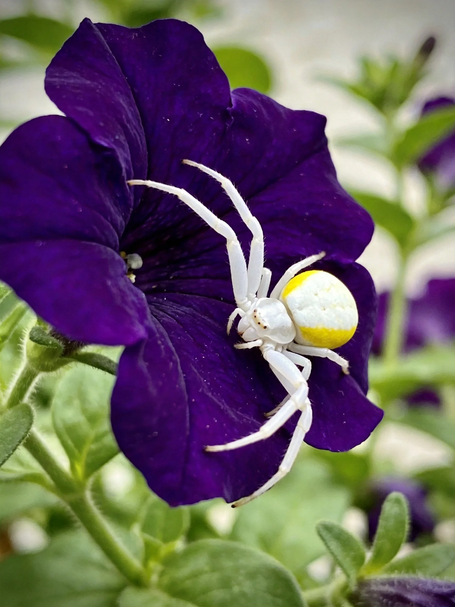 White crab spider with yellow marking on deep purple petunia