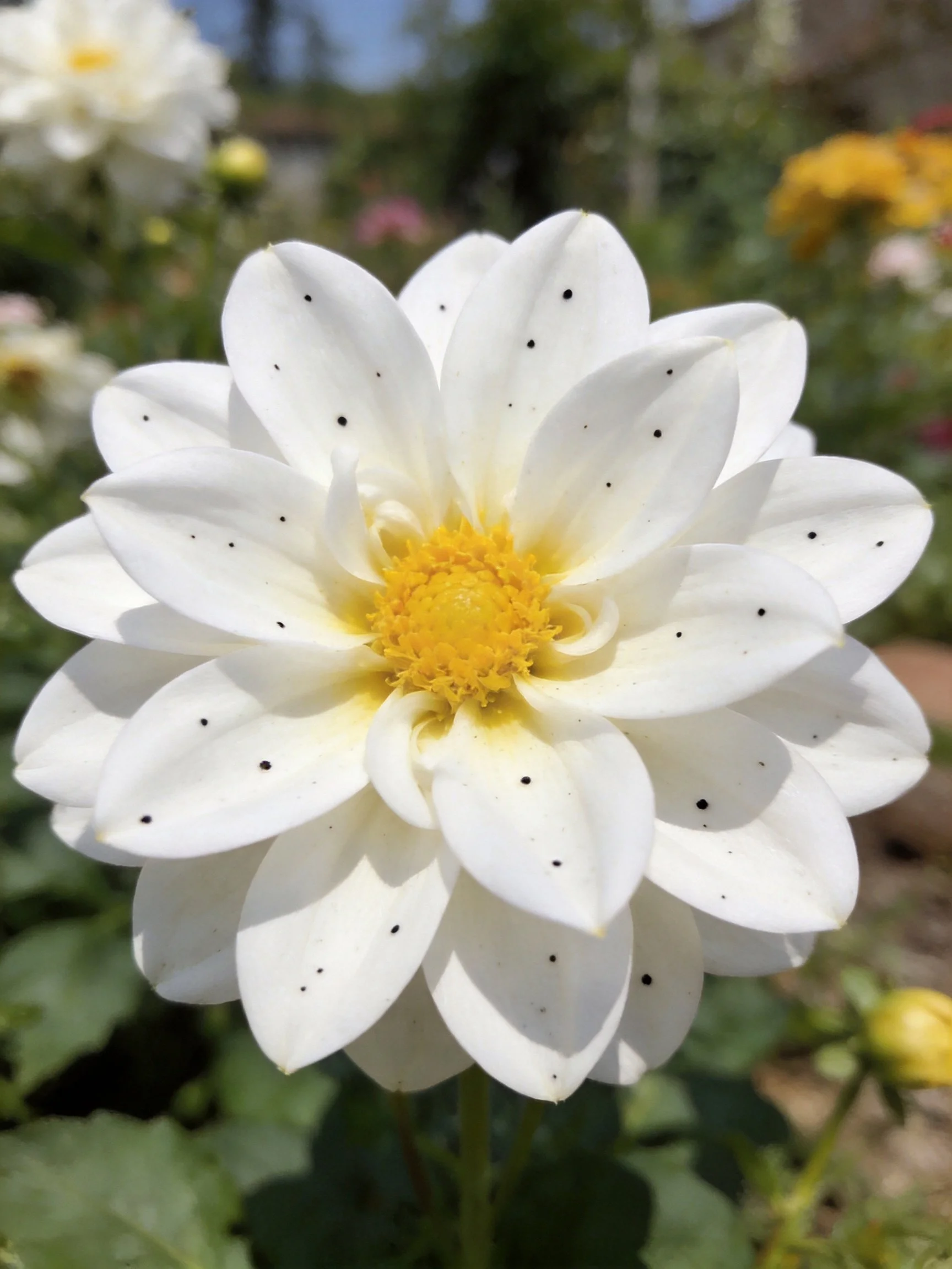 White dahlia with black spots and yellow center