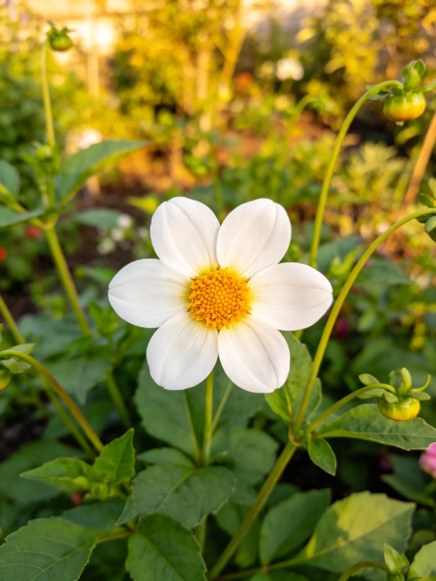 White dahlia with yellow center amidst lush greenery