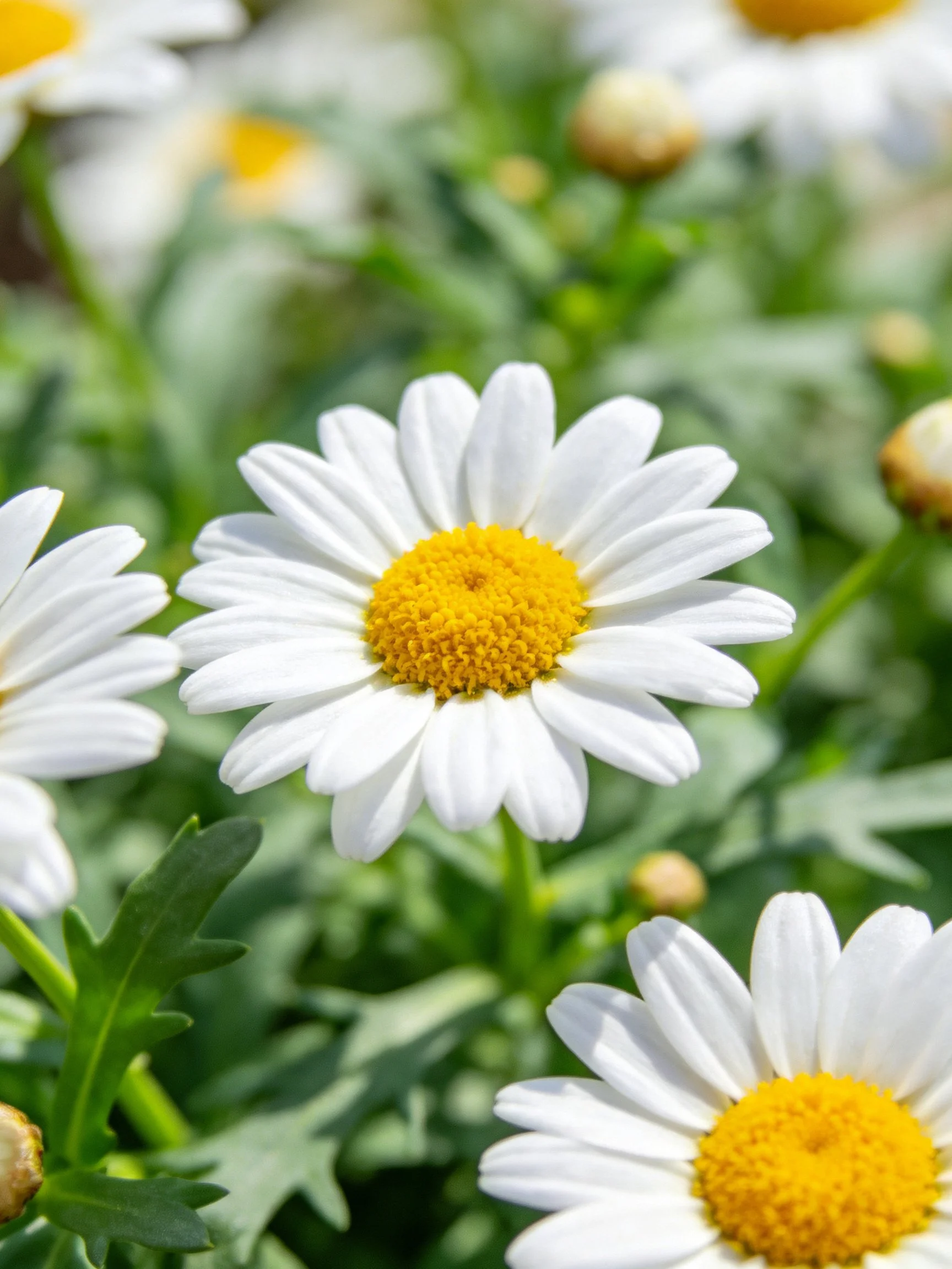 White daisies with bright yellow centers amid lush green foliage